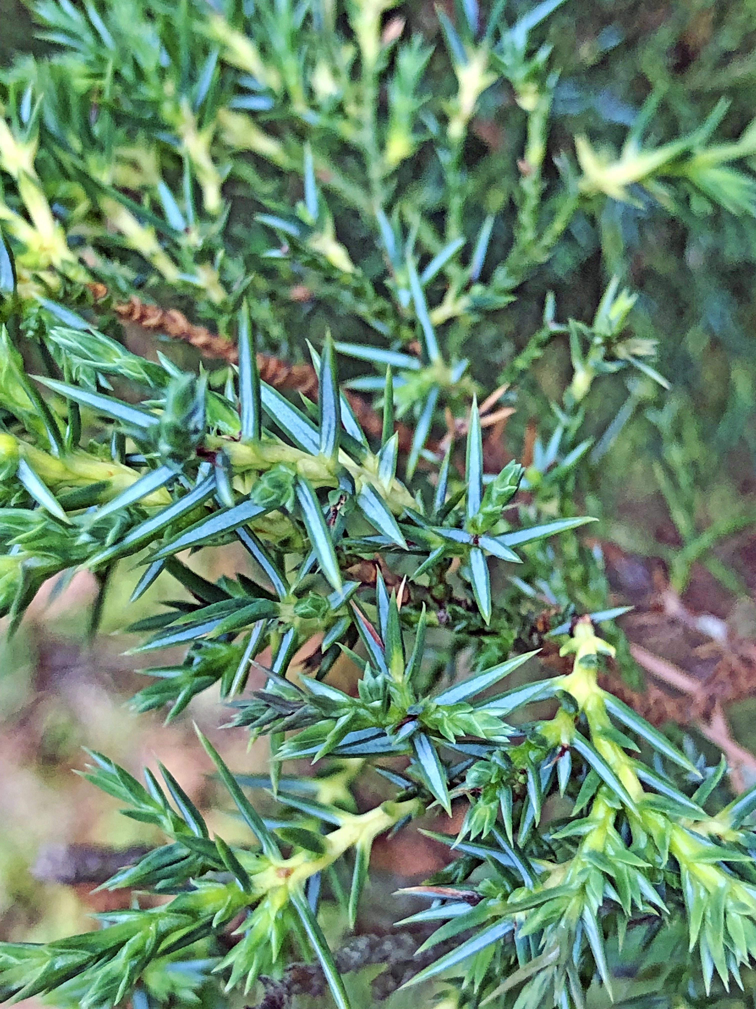 : Juniperus chinensis.