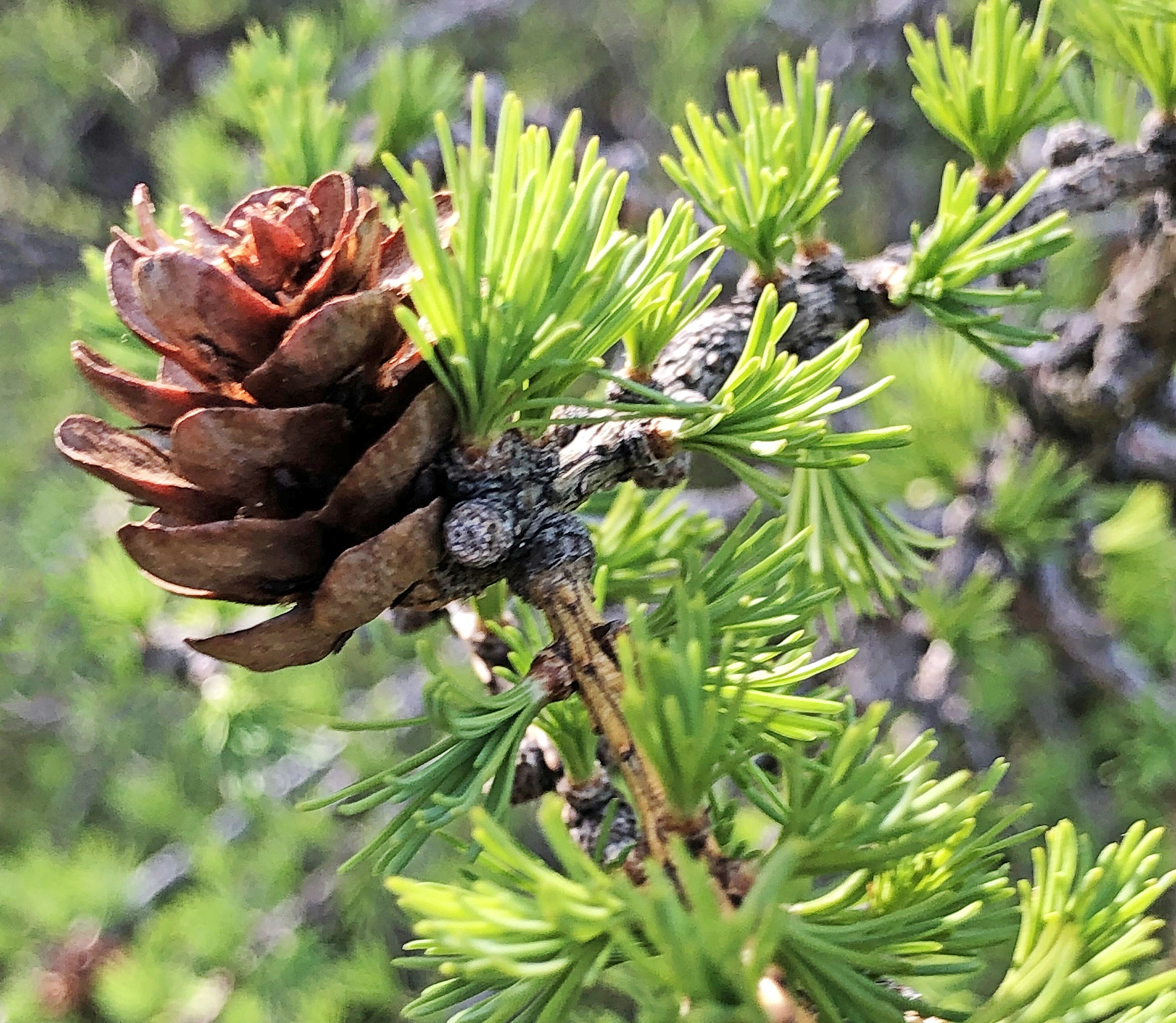 : Larix sibirica.