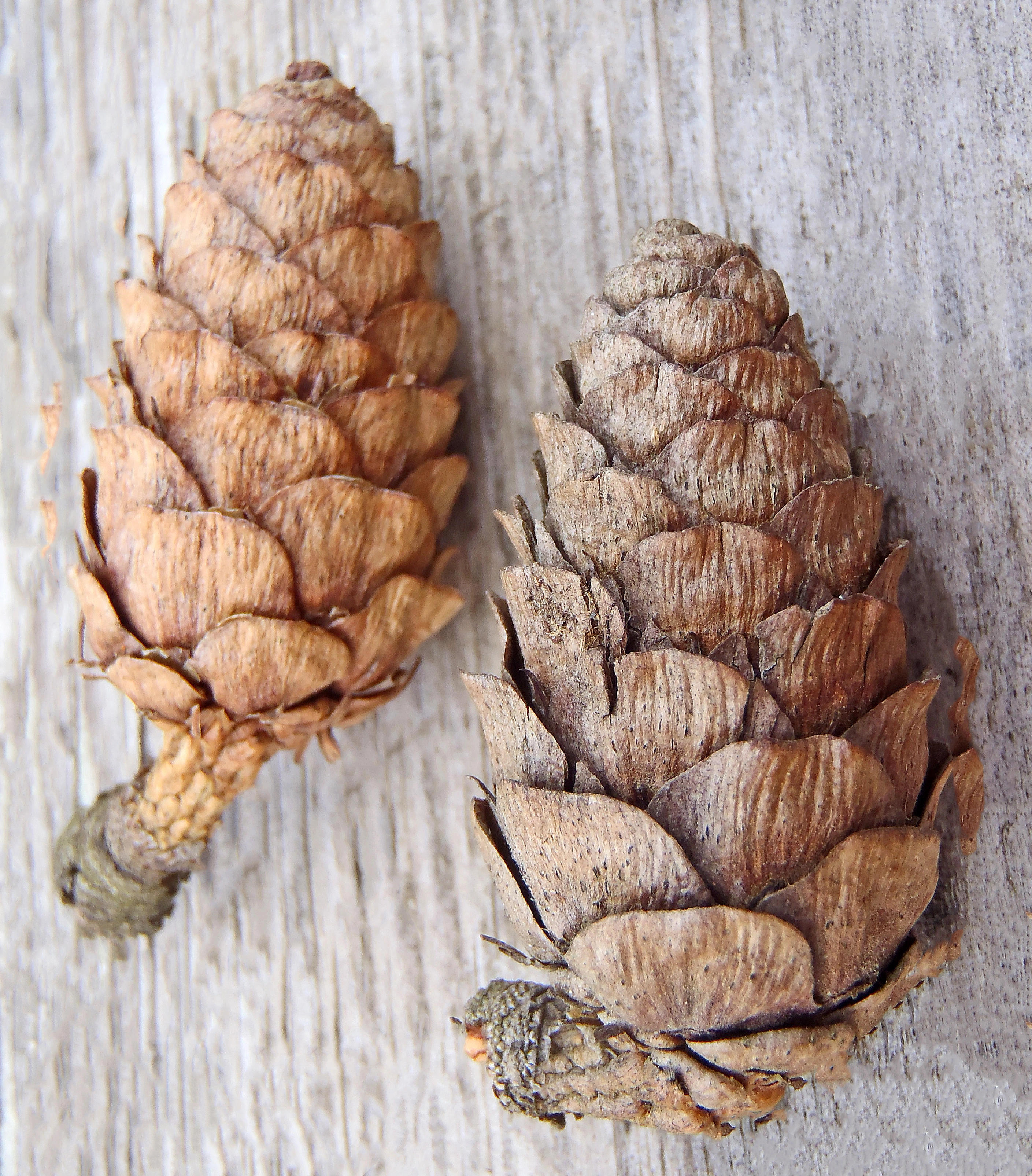 : Larix decidua.