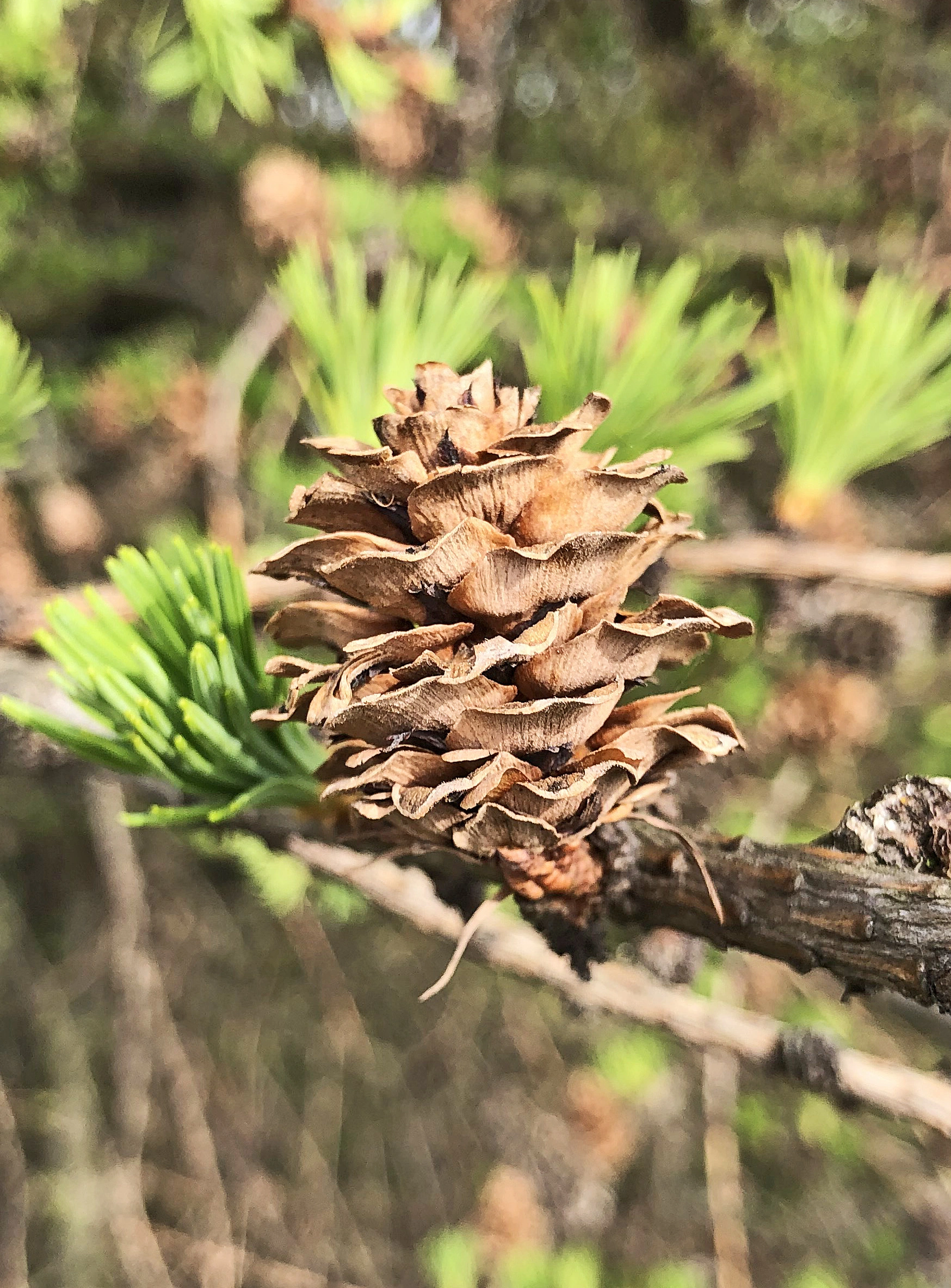 : Larix kaempferi.