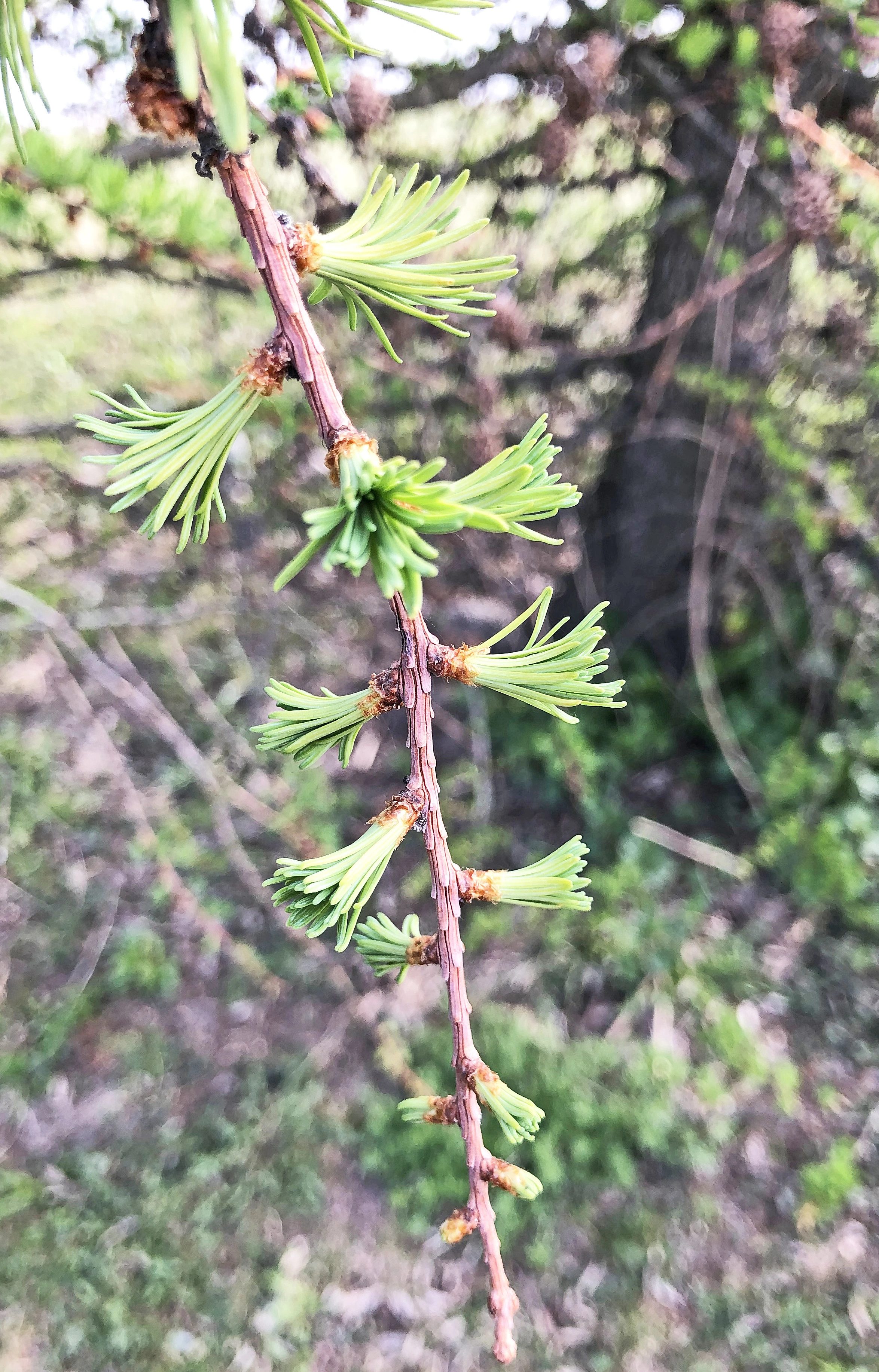 : Larix kaempferi.