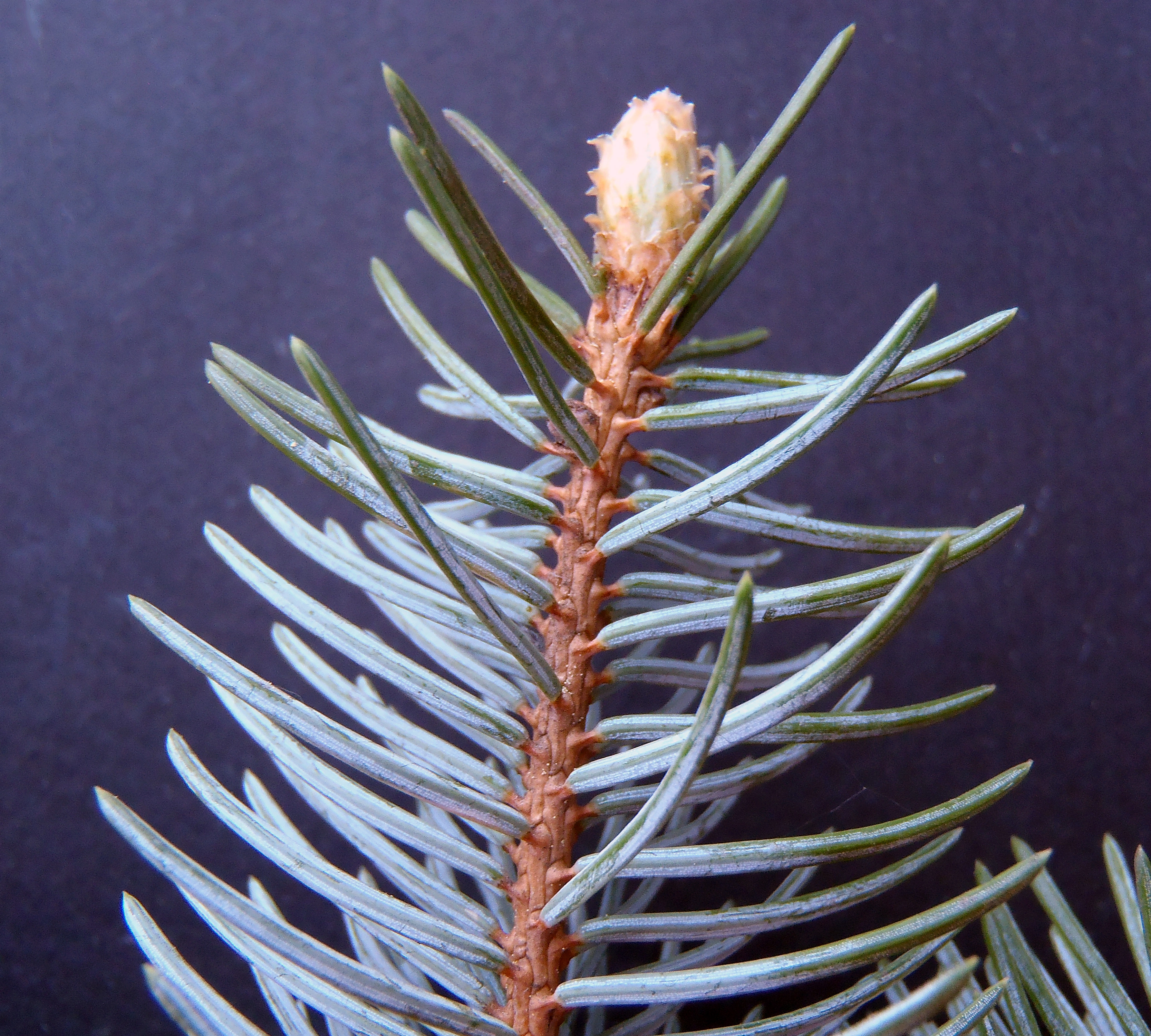 : Picea pungens.