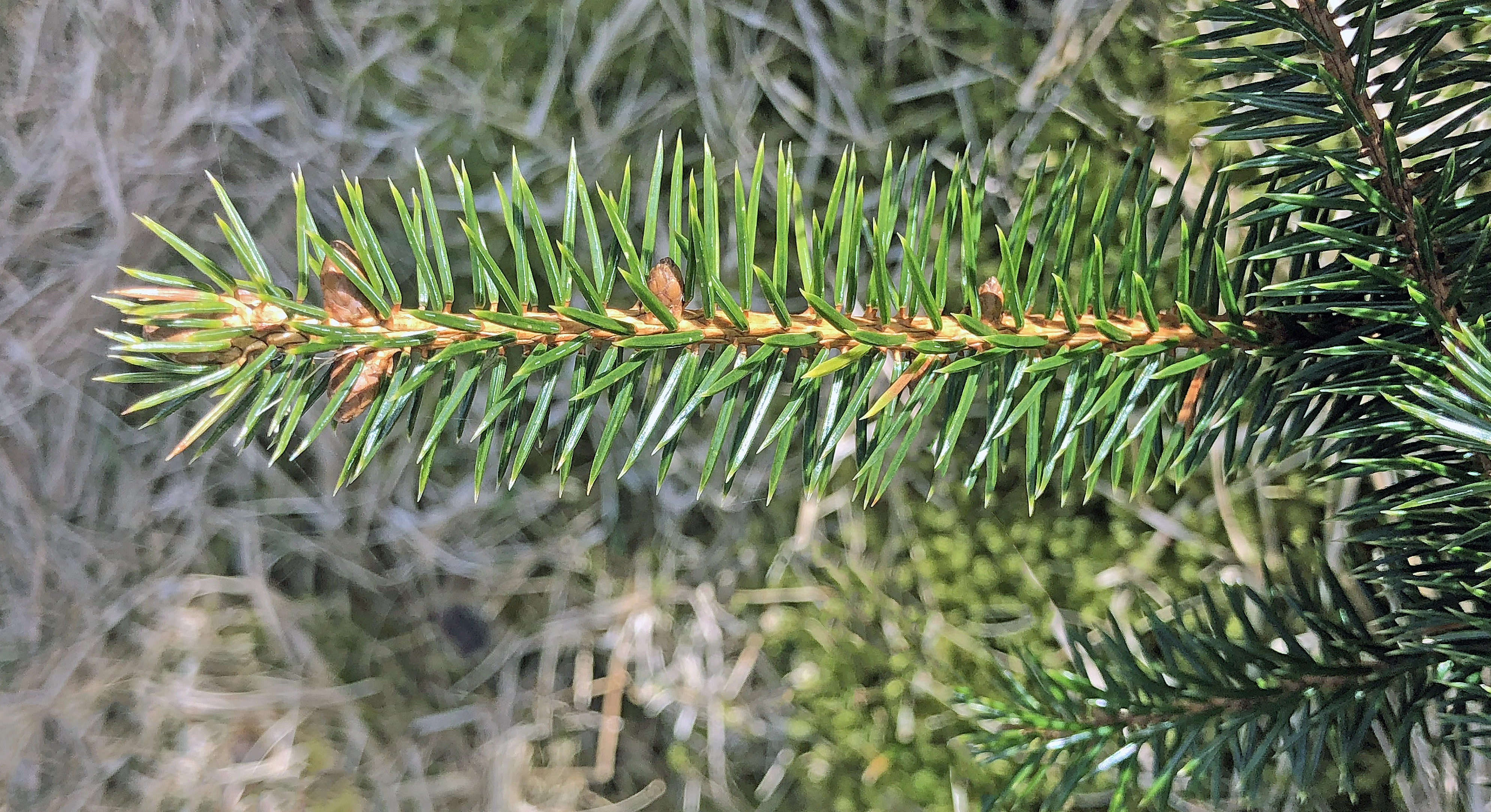 : Picea sitchensis.