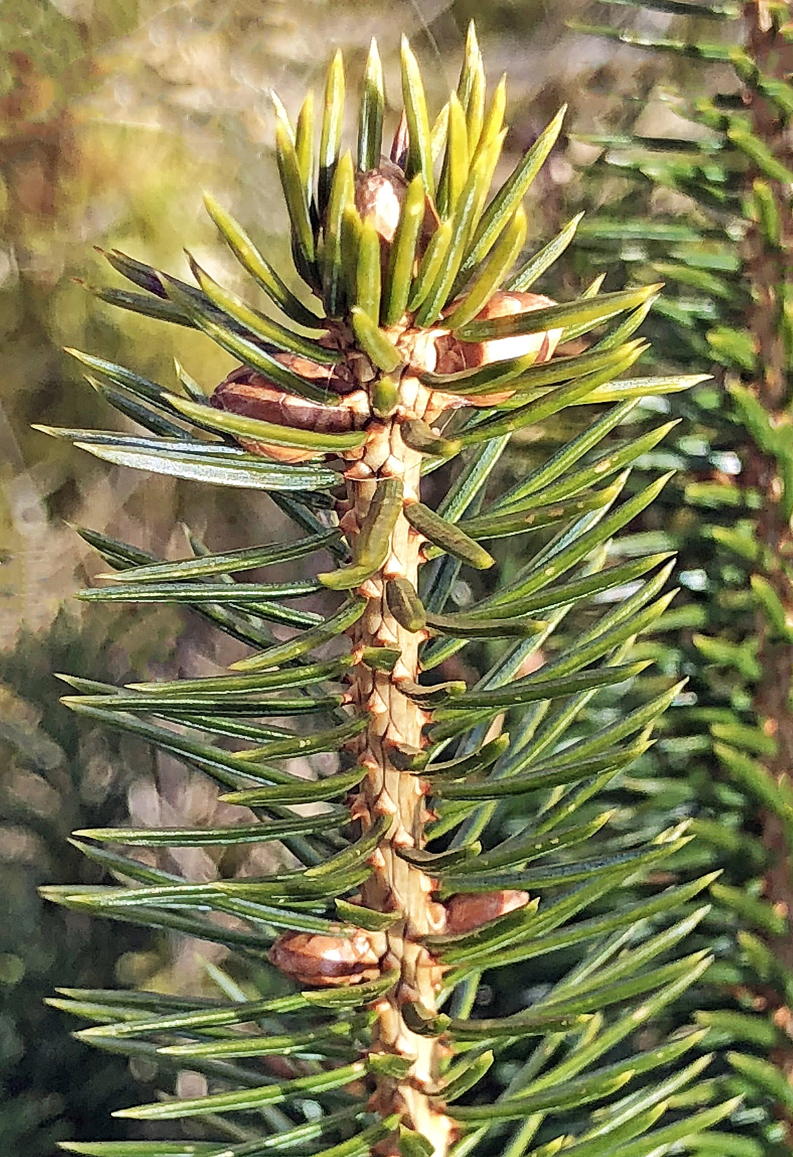 : Picea sitchensis.