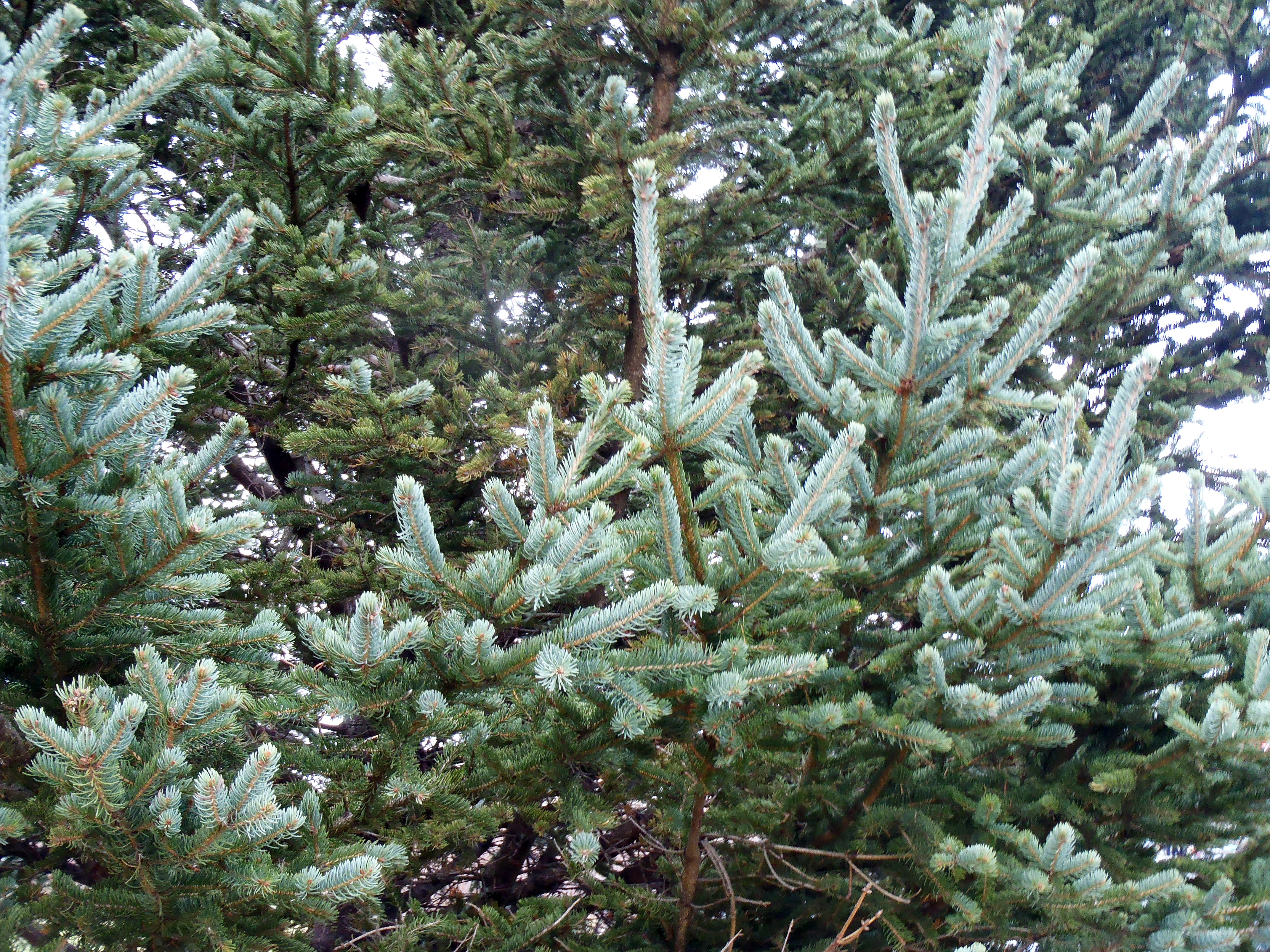 : Picea glauca.