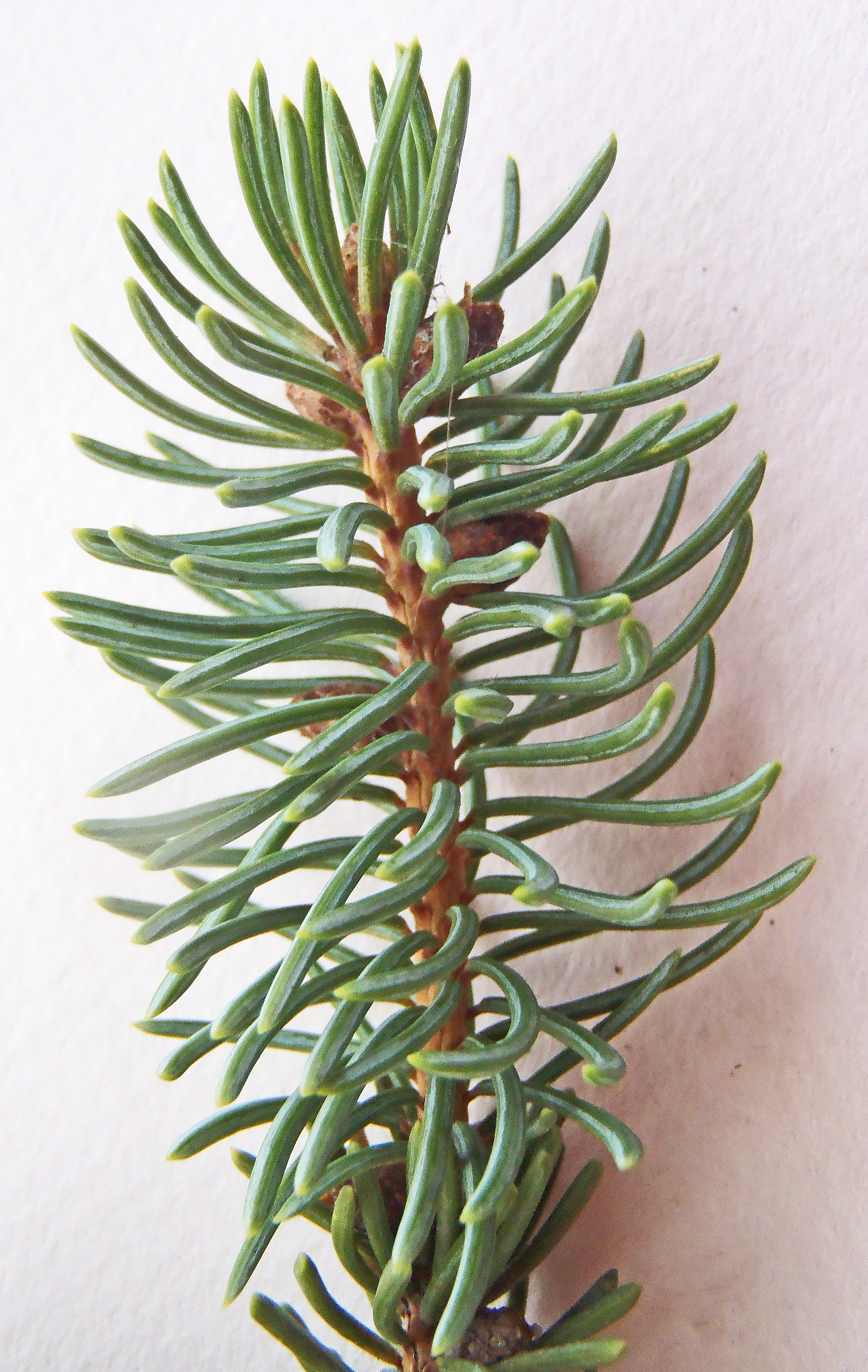 : Picea glauca.