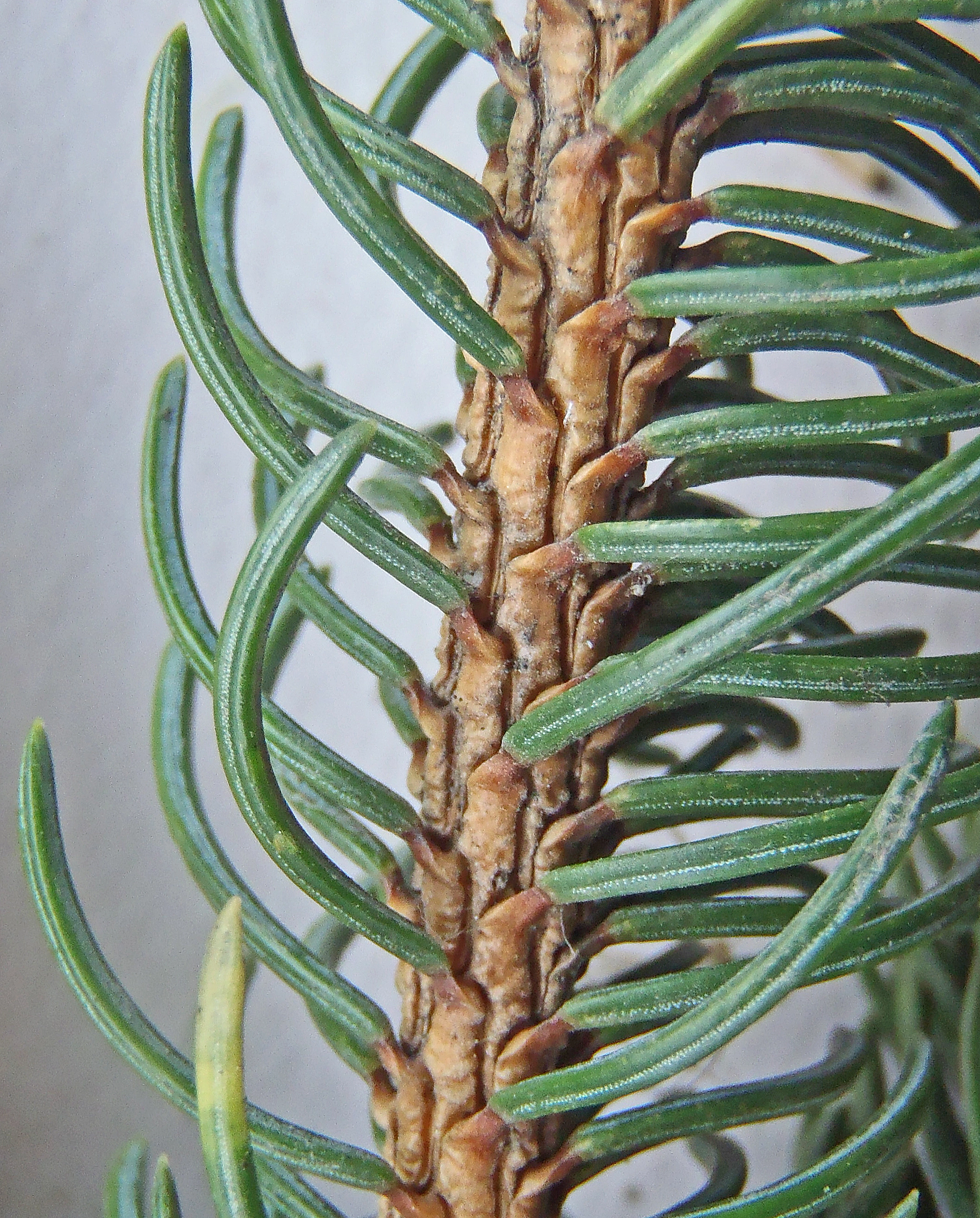 : Picea glauca.