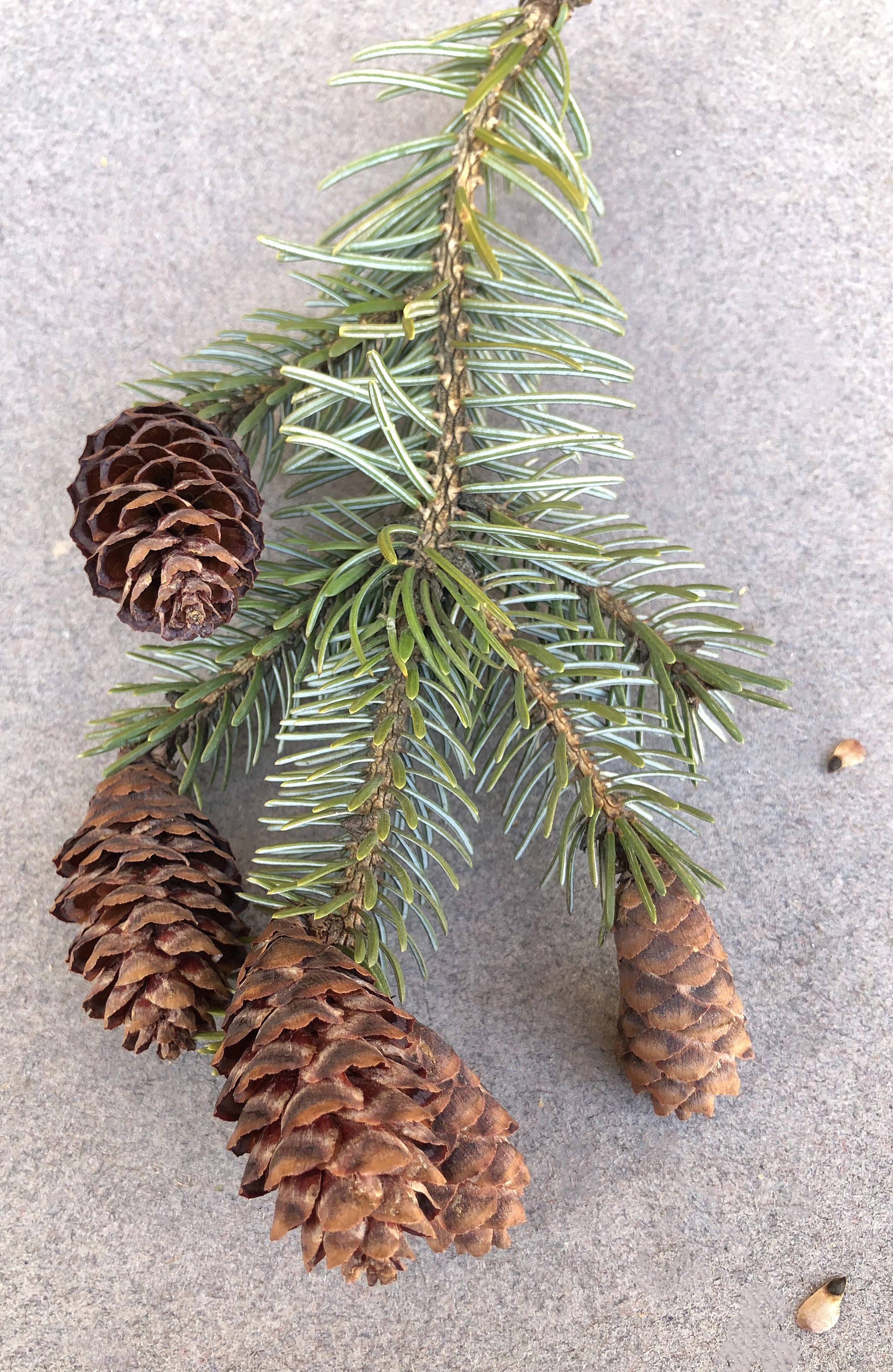 : Picea omorika.