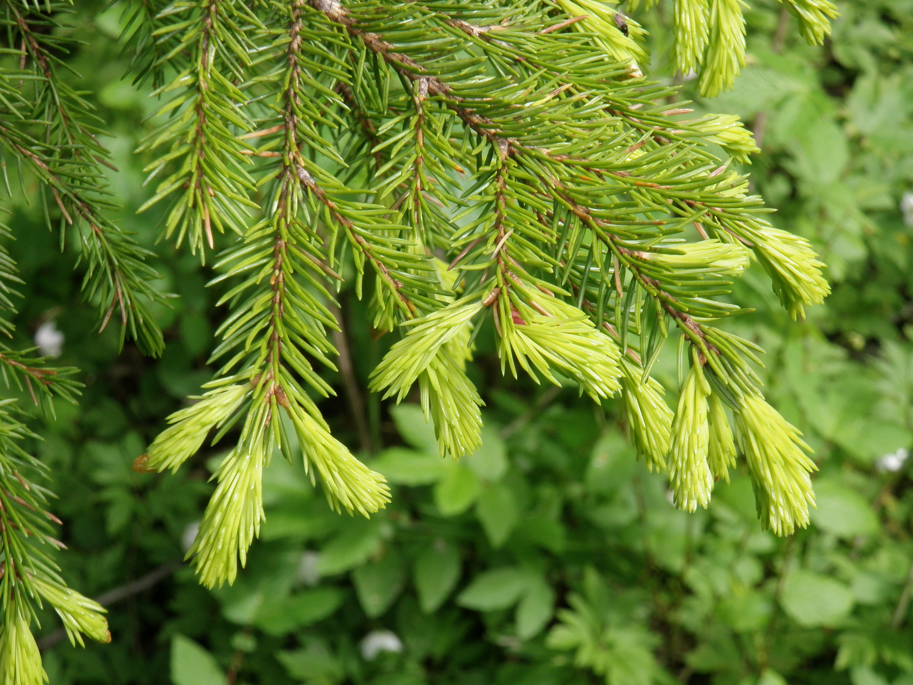 : Picea abies.