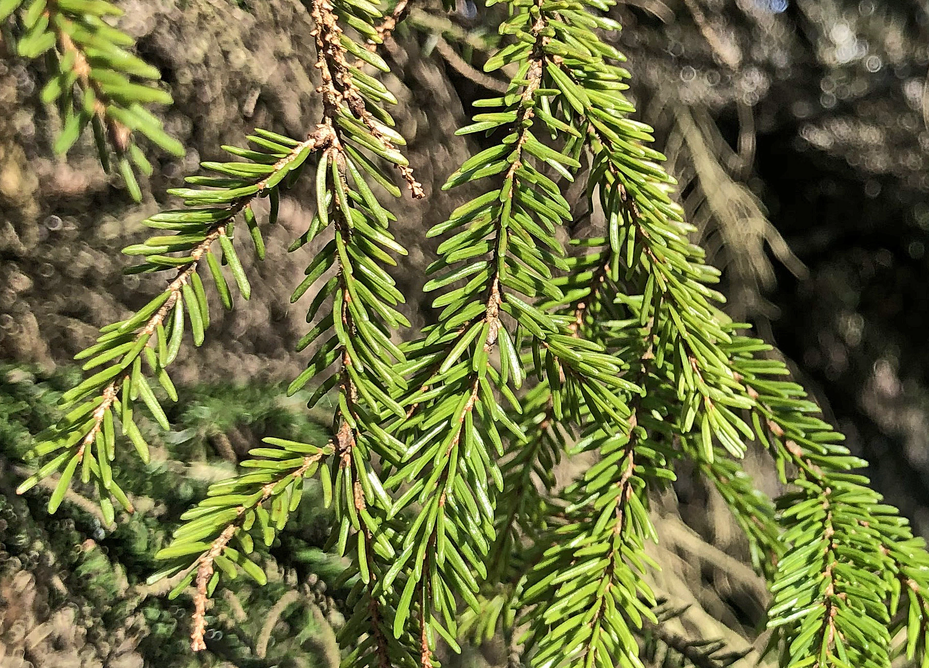 : Picea orientalis.