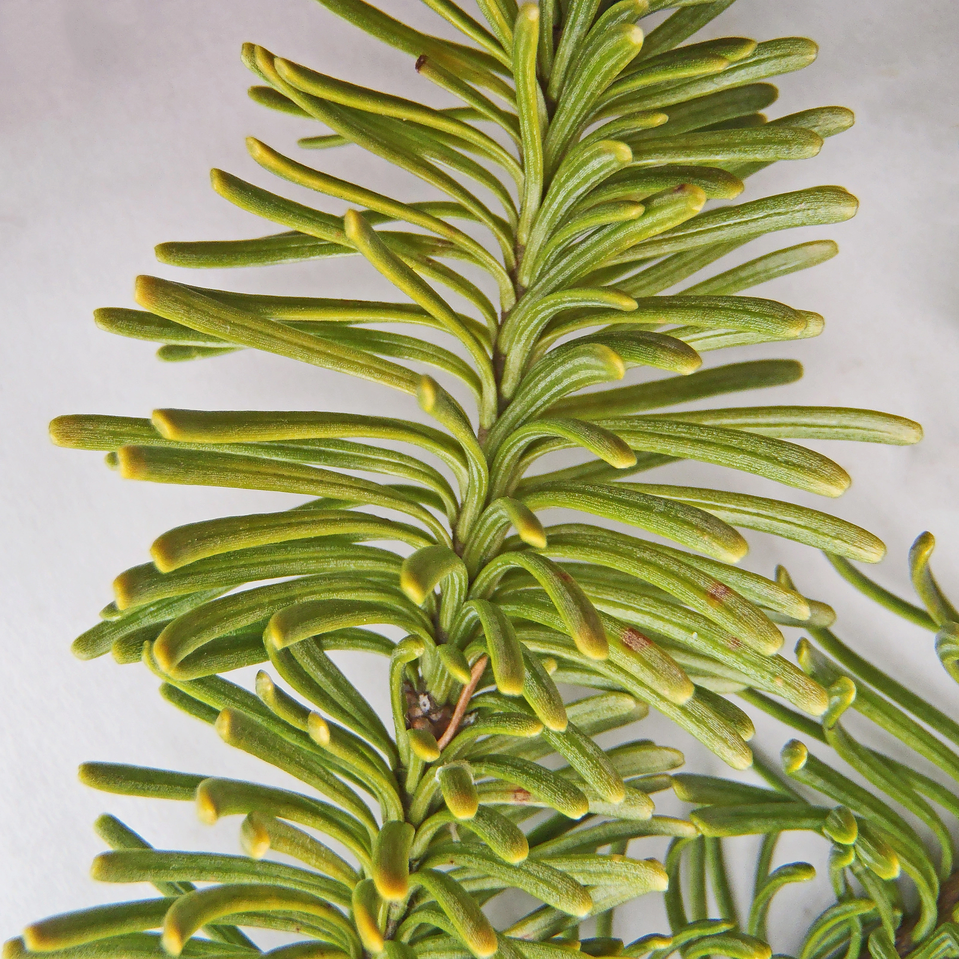 : Abies procera.