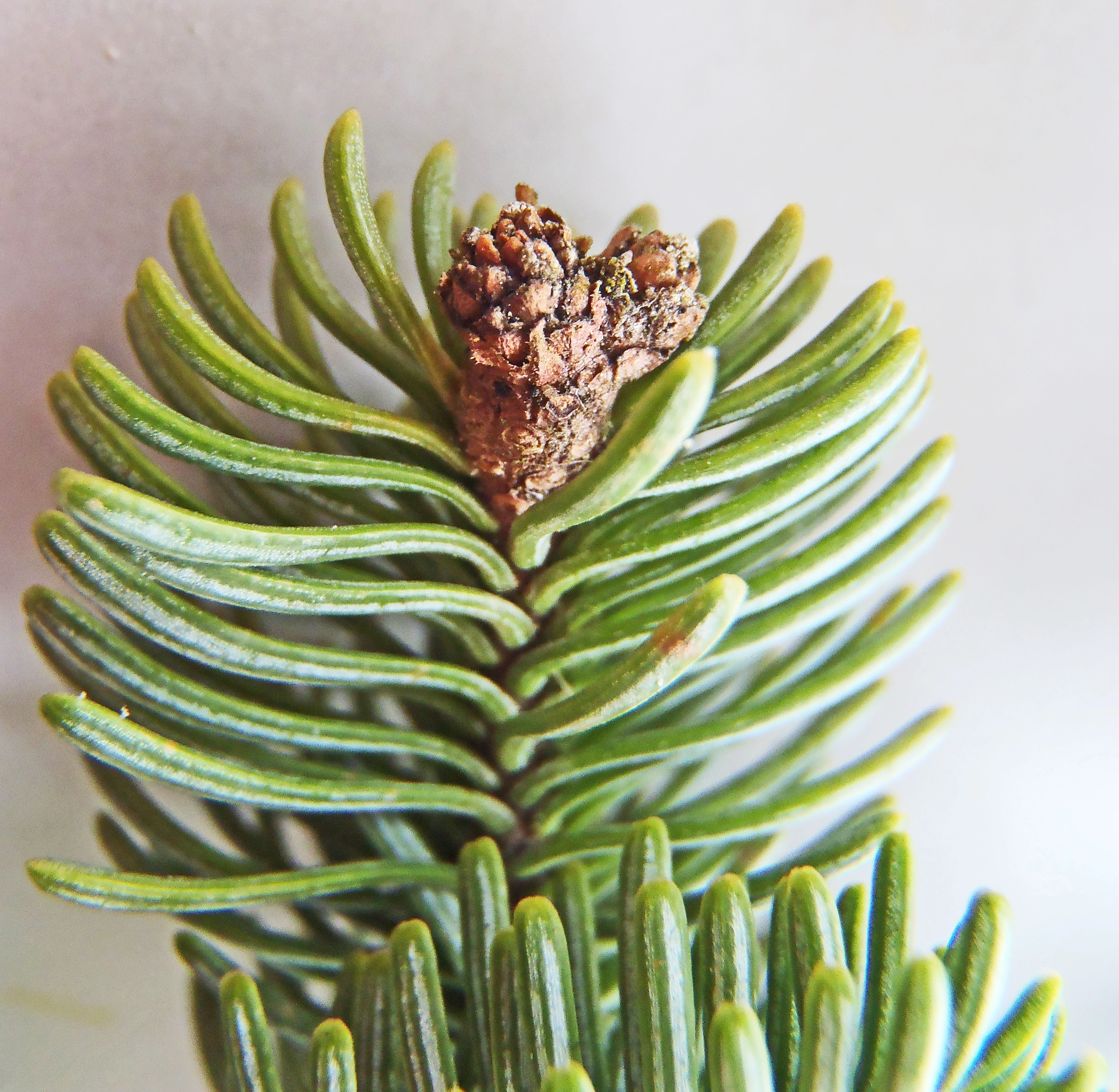 : Abies procera.