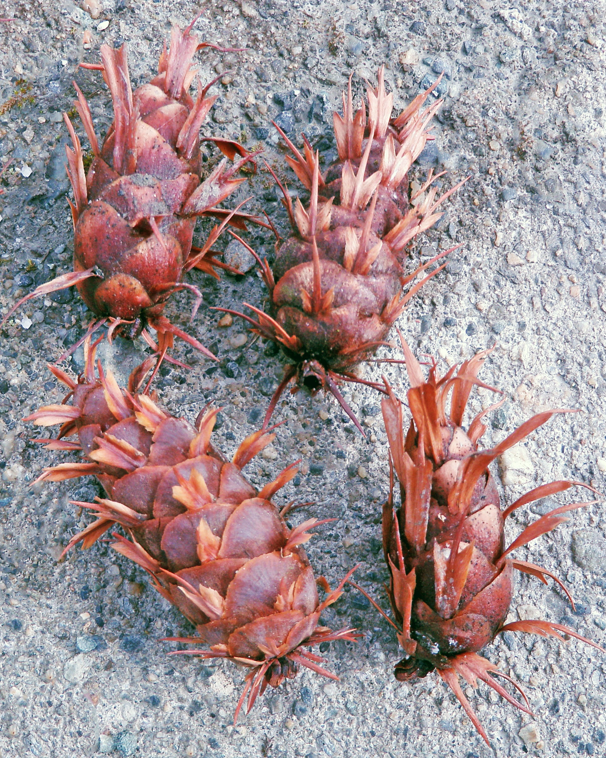 : Pseudotsuga menziesii glauca.