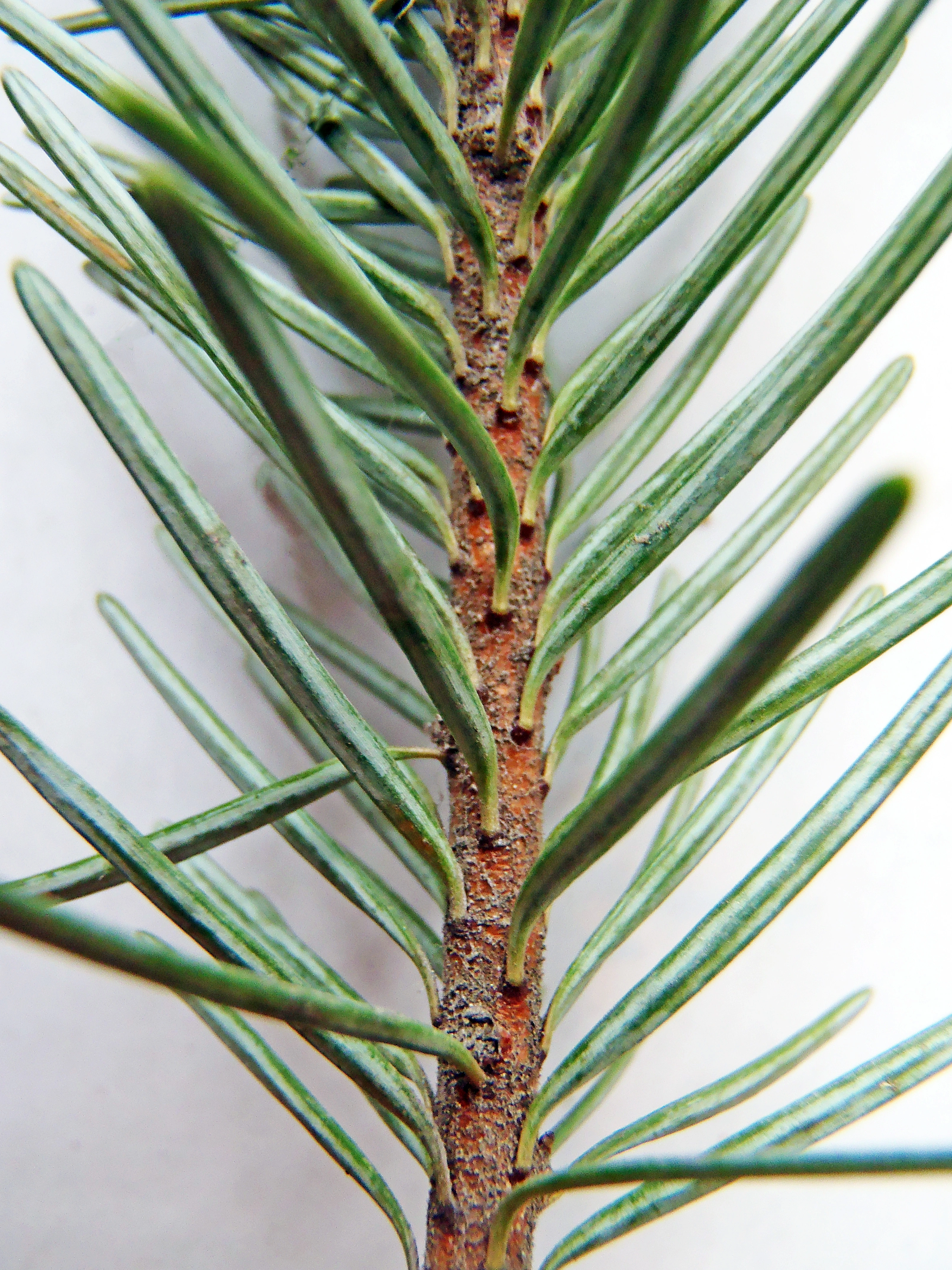 : Pseudotsuga menziesii menziesii.