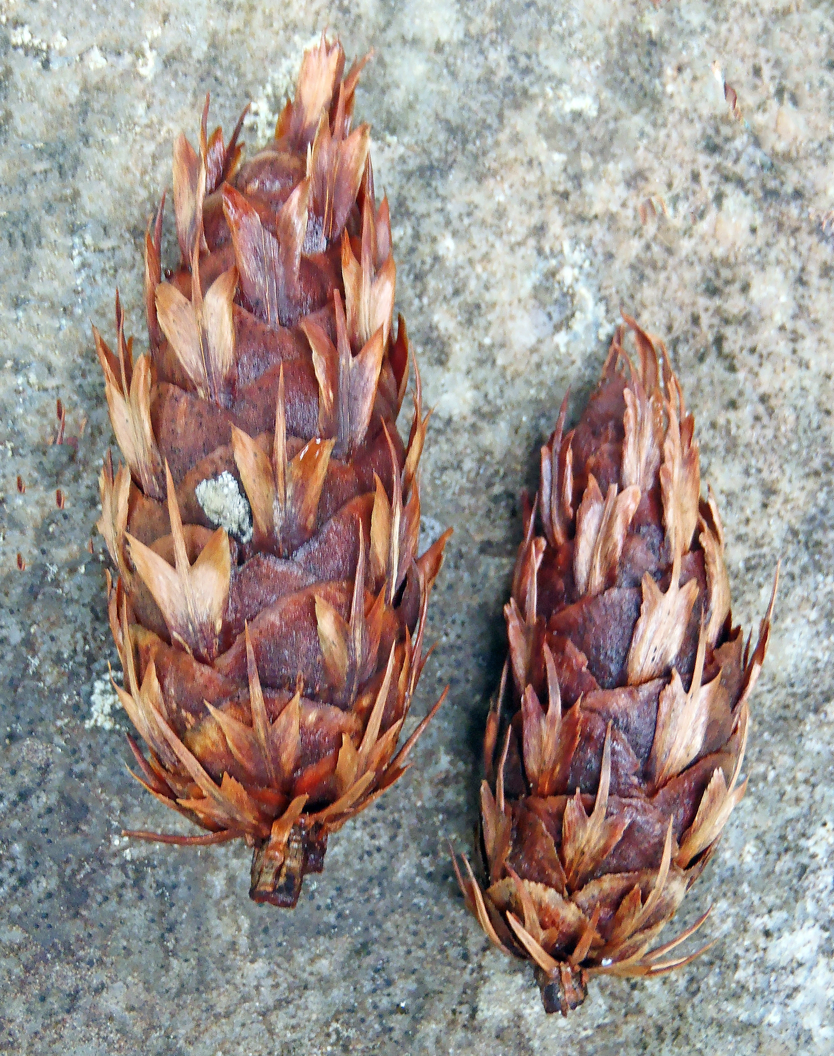 : Pseudotsuga menziesii menziesii.