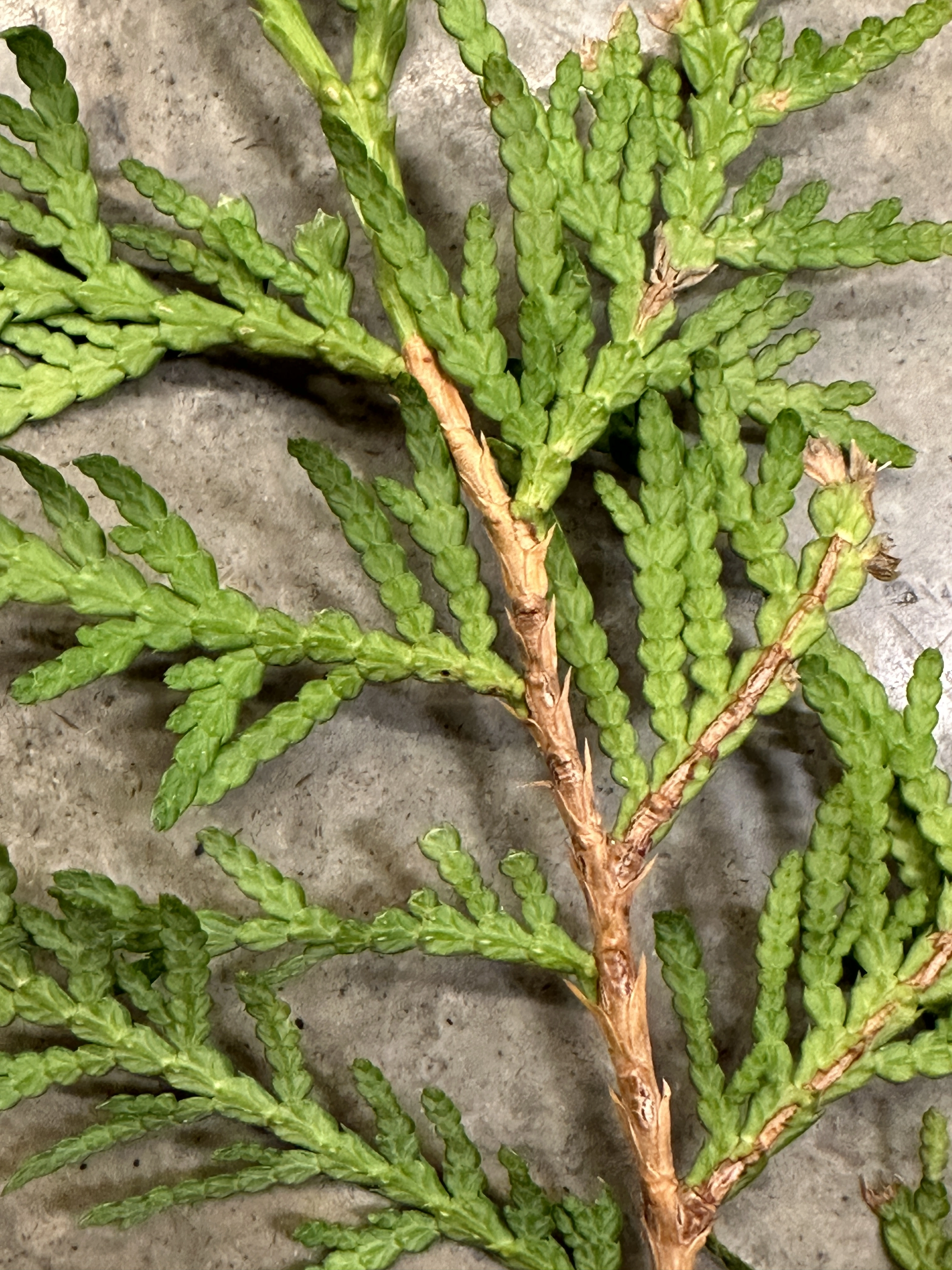 : Thuja occidentalis.