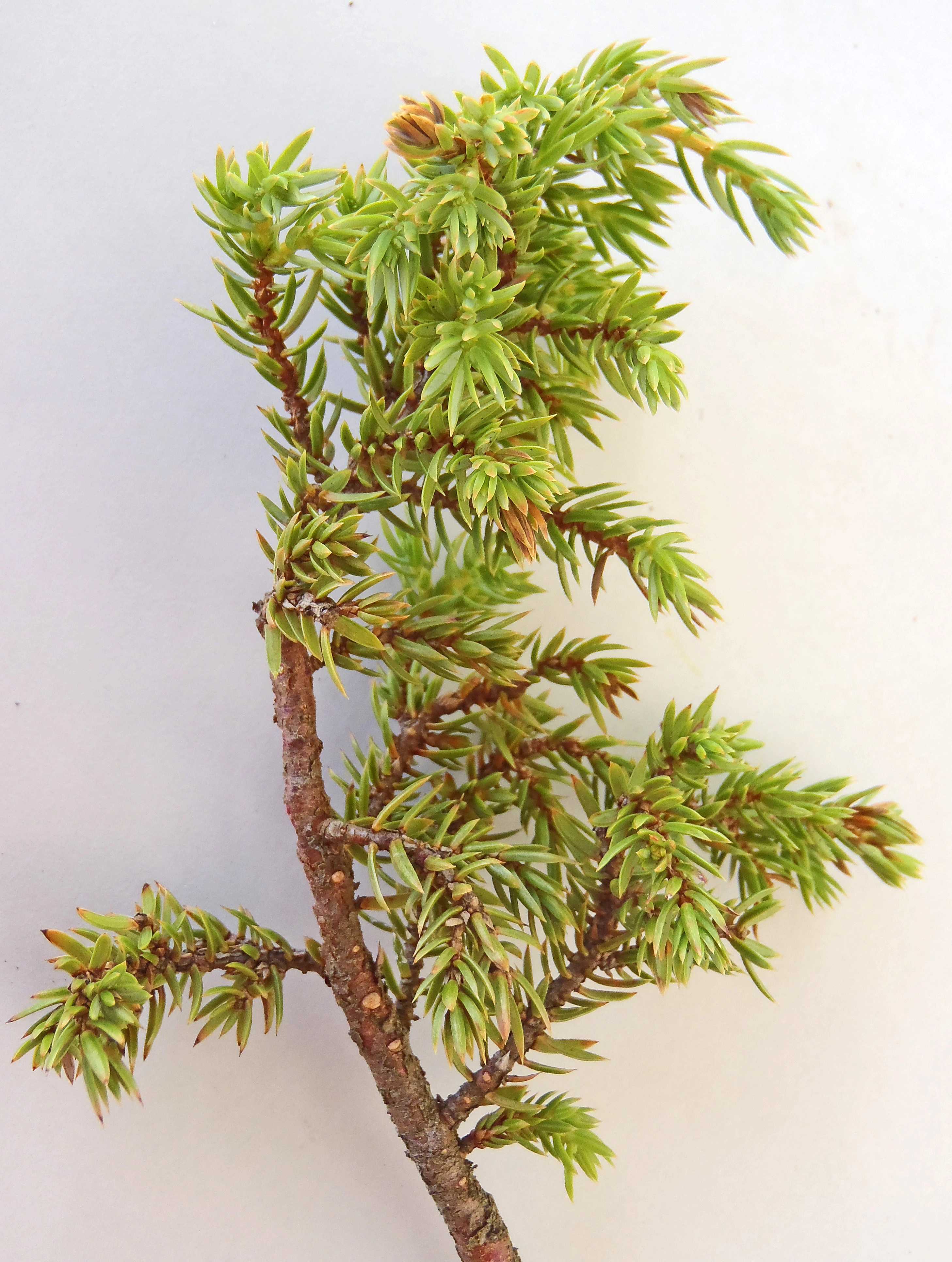 : Juniperus communis nana.