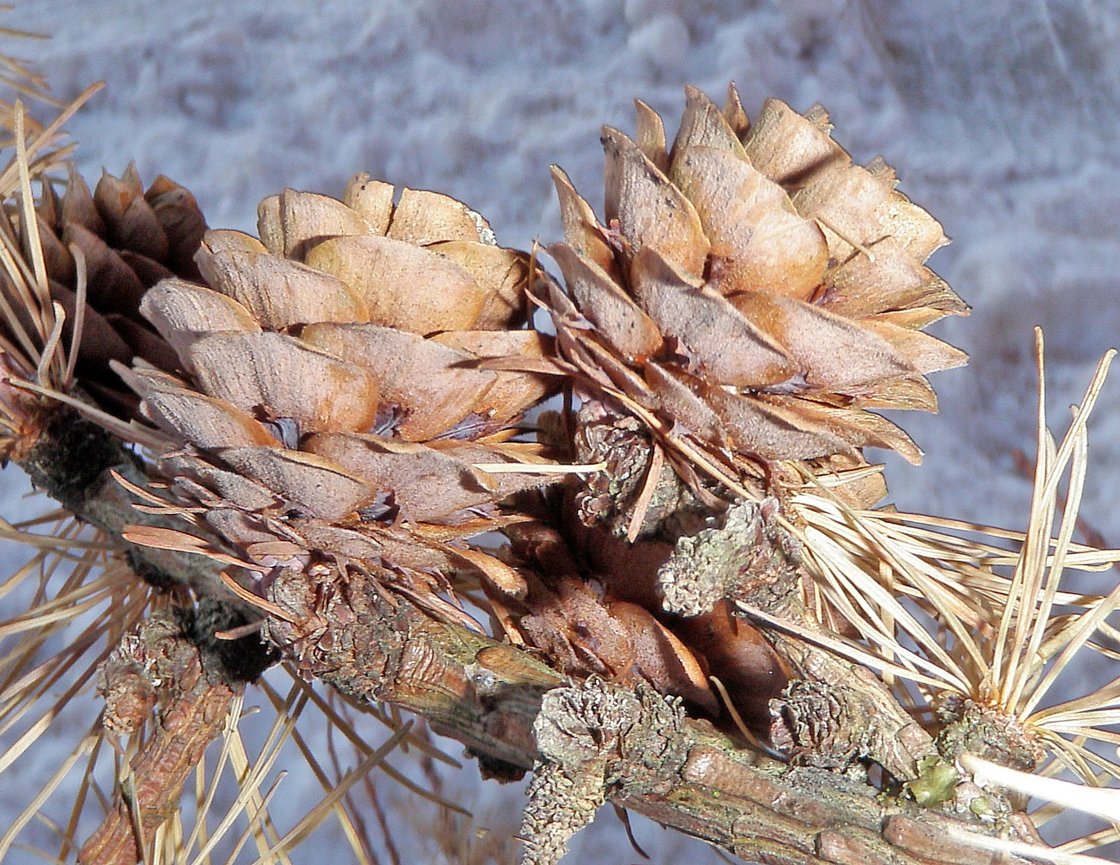 : Larix kaempferi.