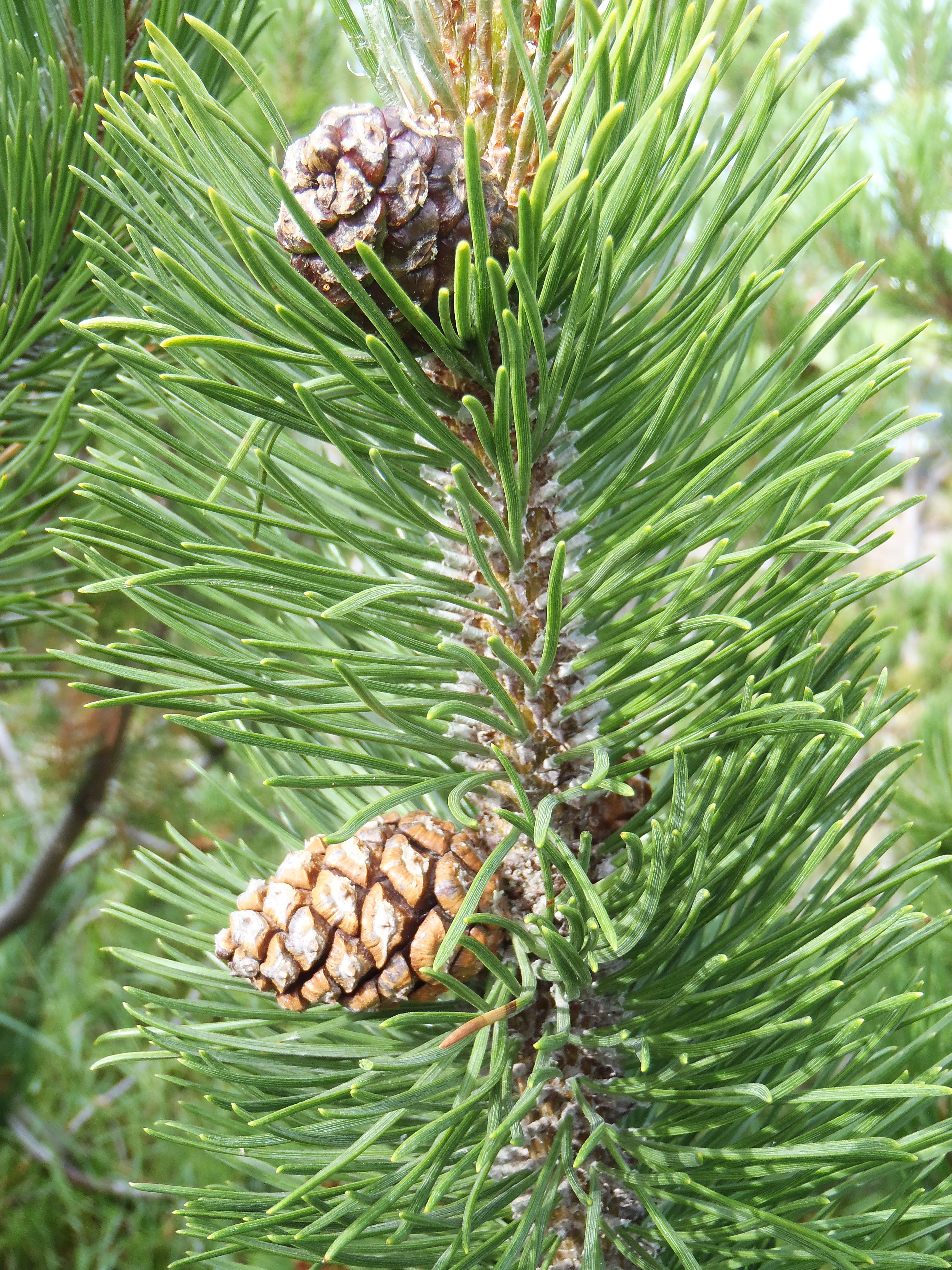 : Pinus mugo mugo.