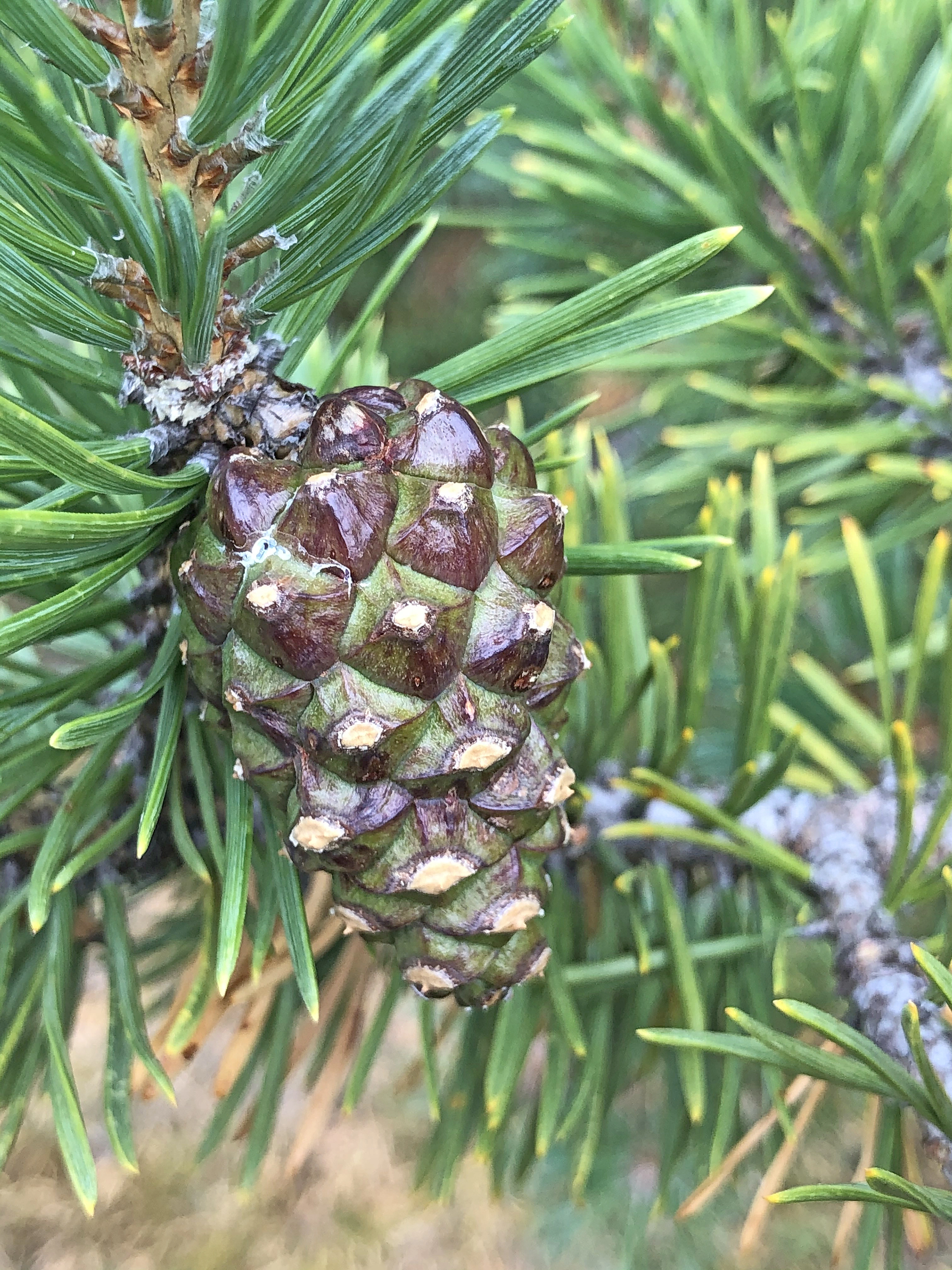 : Pinus sylvestris lapponica.