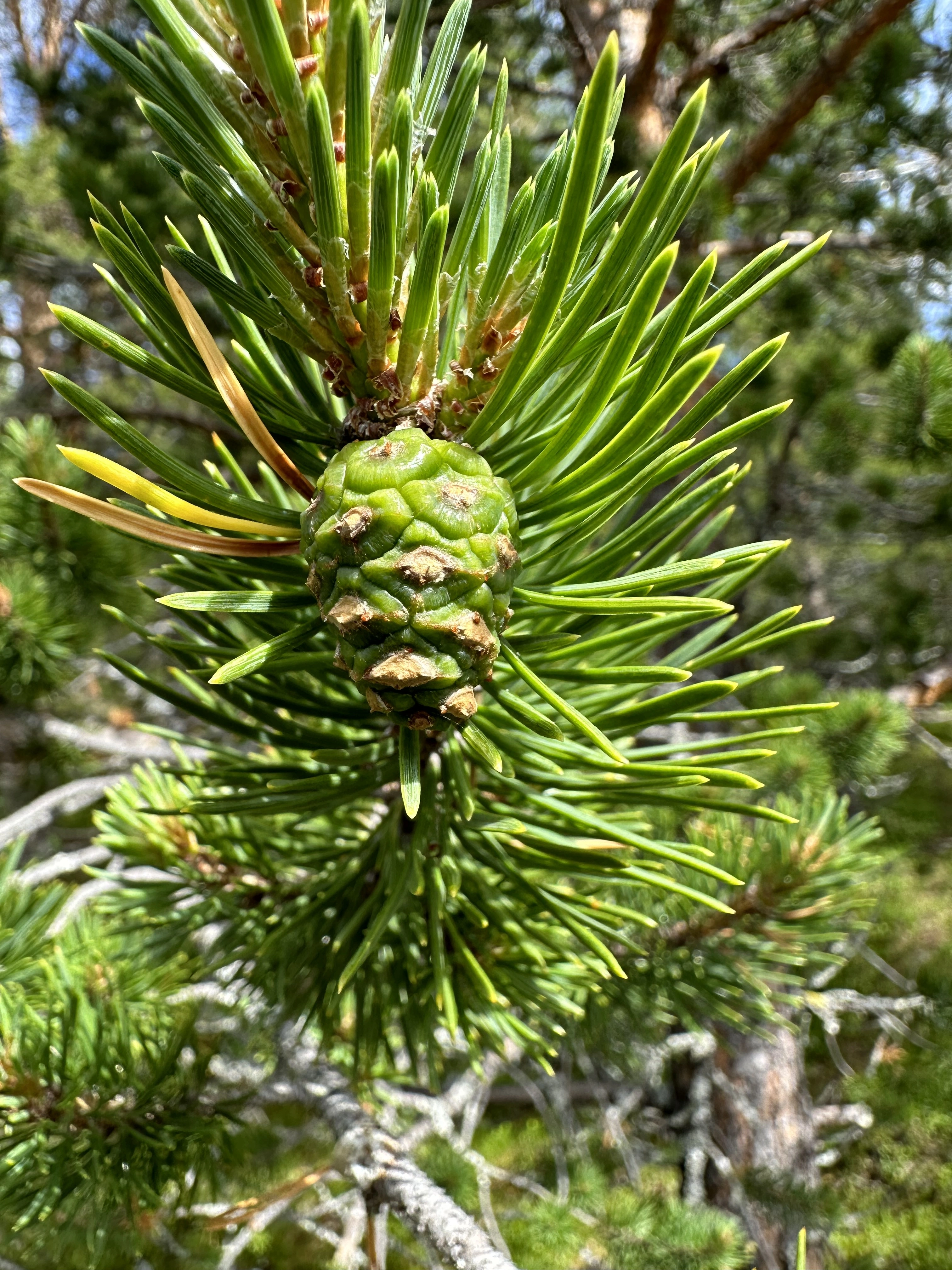 : Pinus sylvestris lapponica.