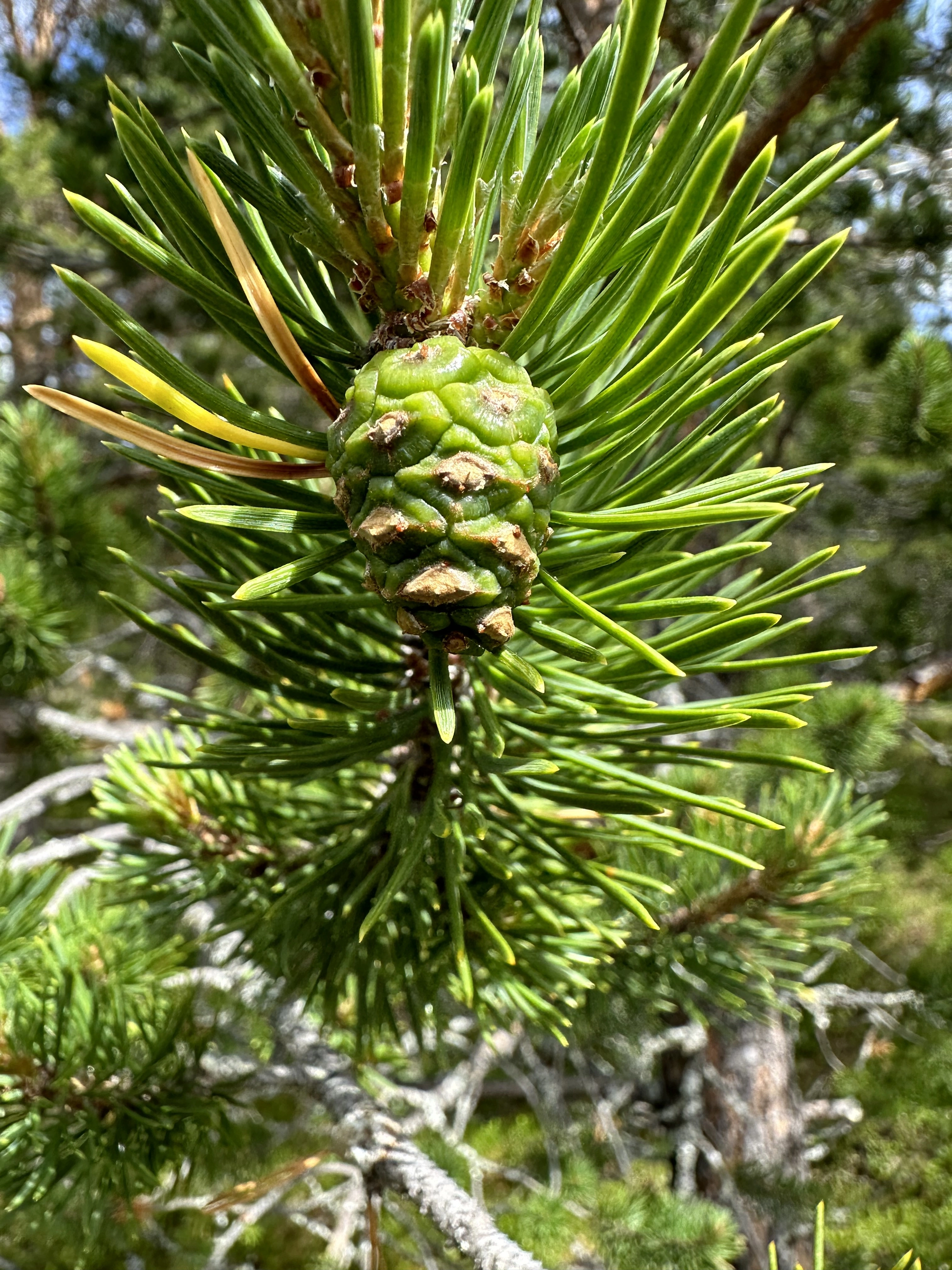 : Pinus sylvestris lapponica.