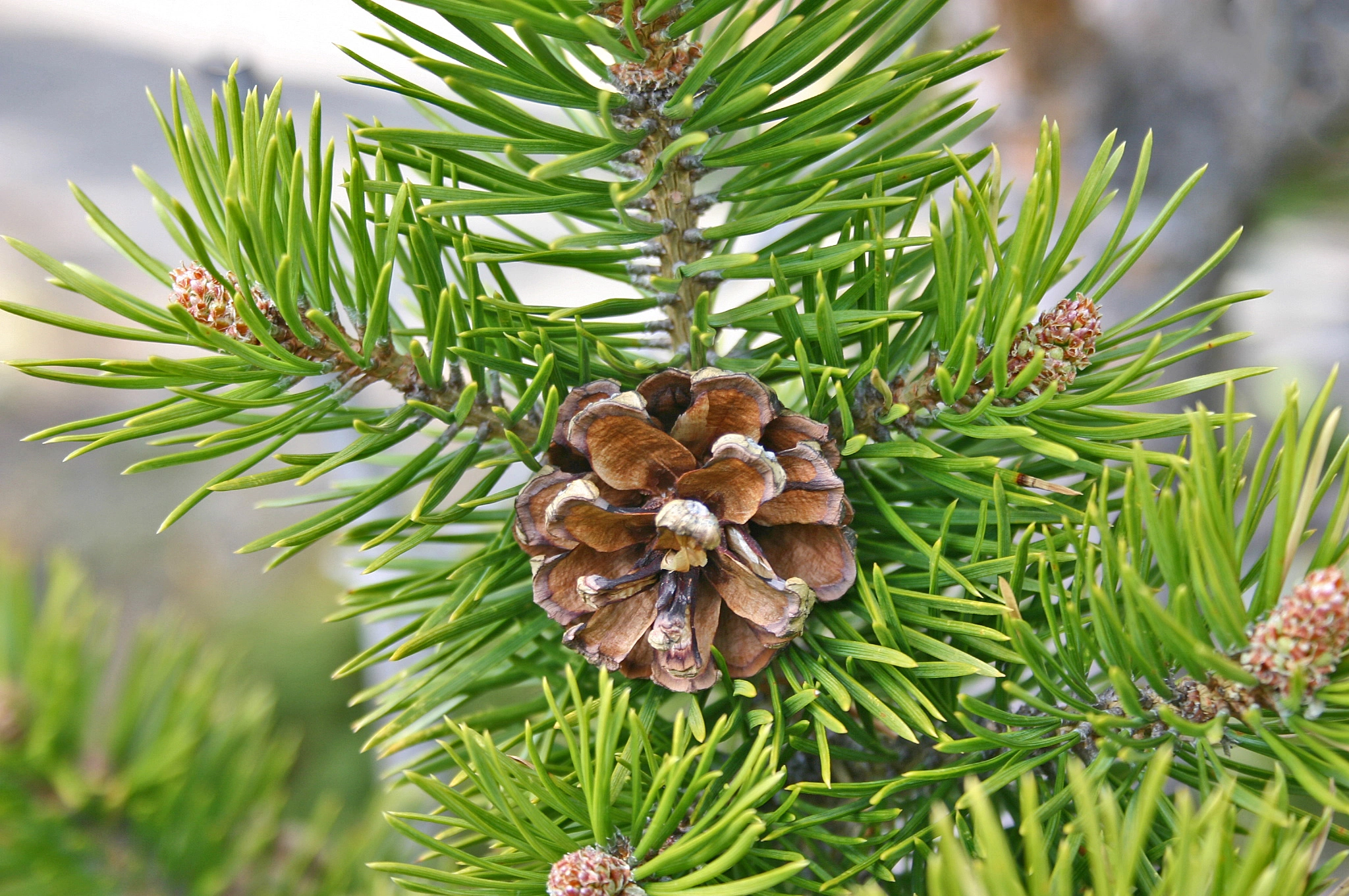 : Pinus sylvestris lapponica.