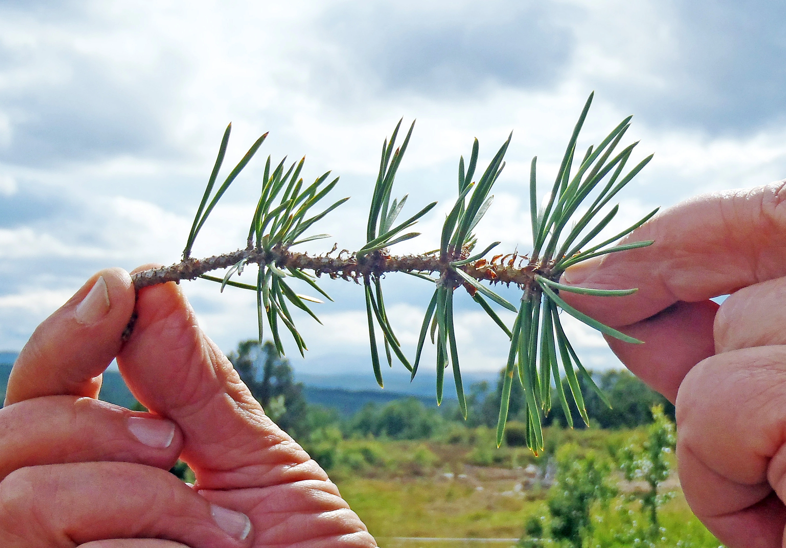 : Pinus sylvestris lapponica.