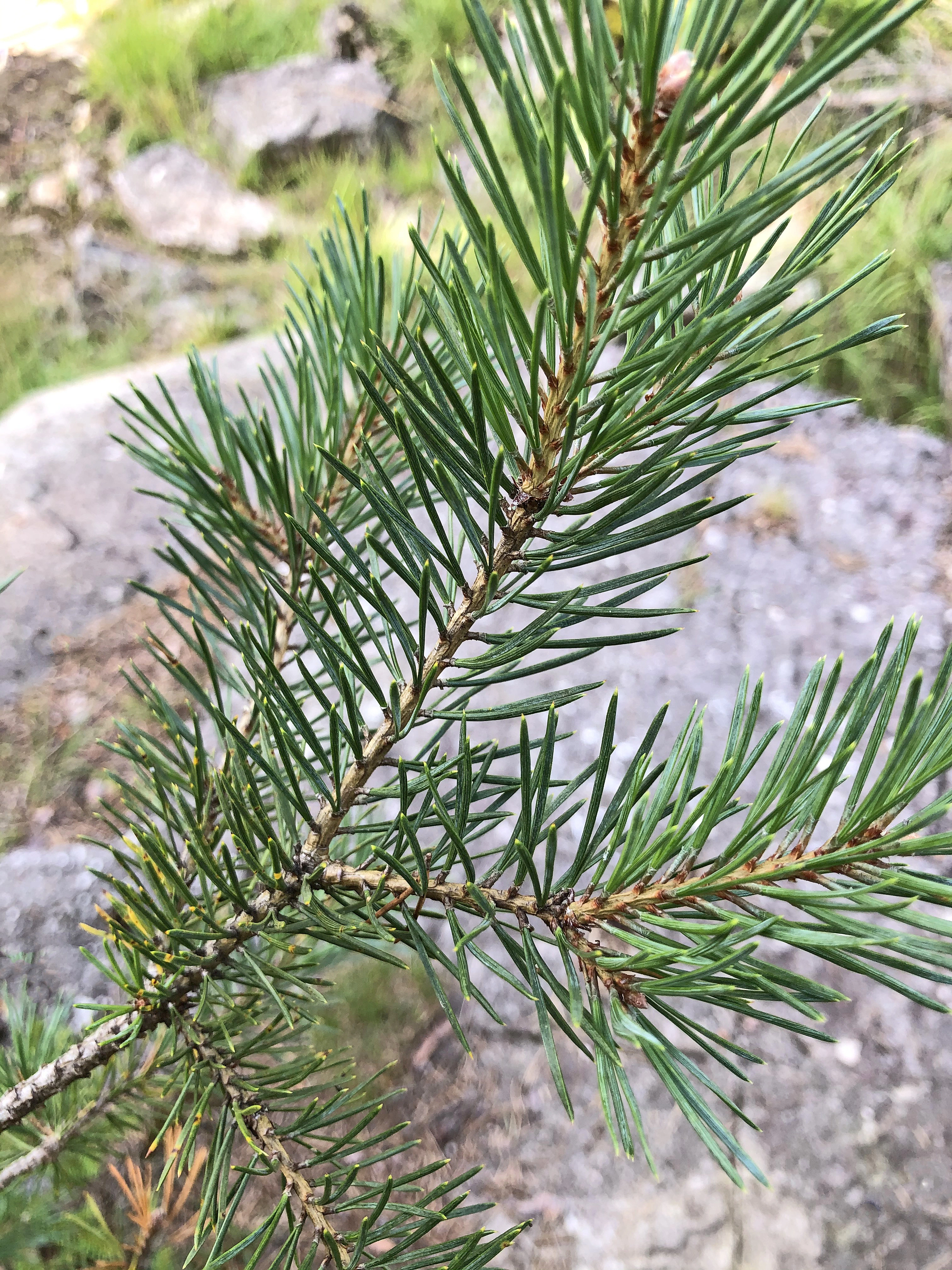 : Pinus sylvestris sylvestris.