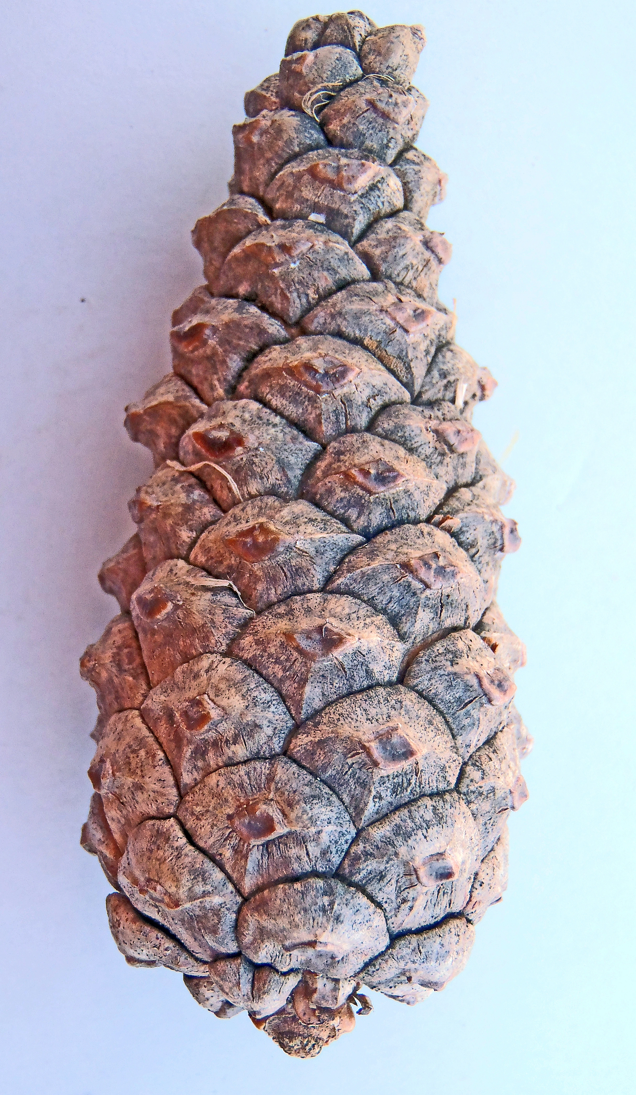 : Pinus nigra.