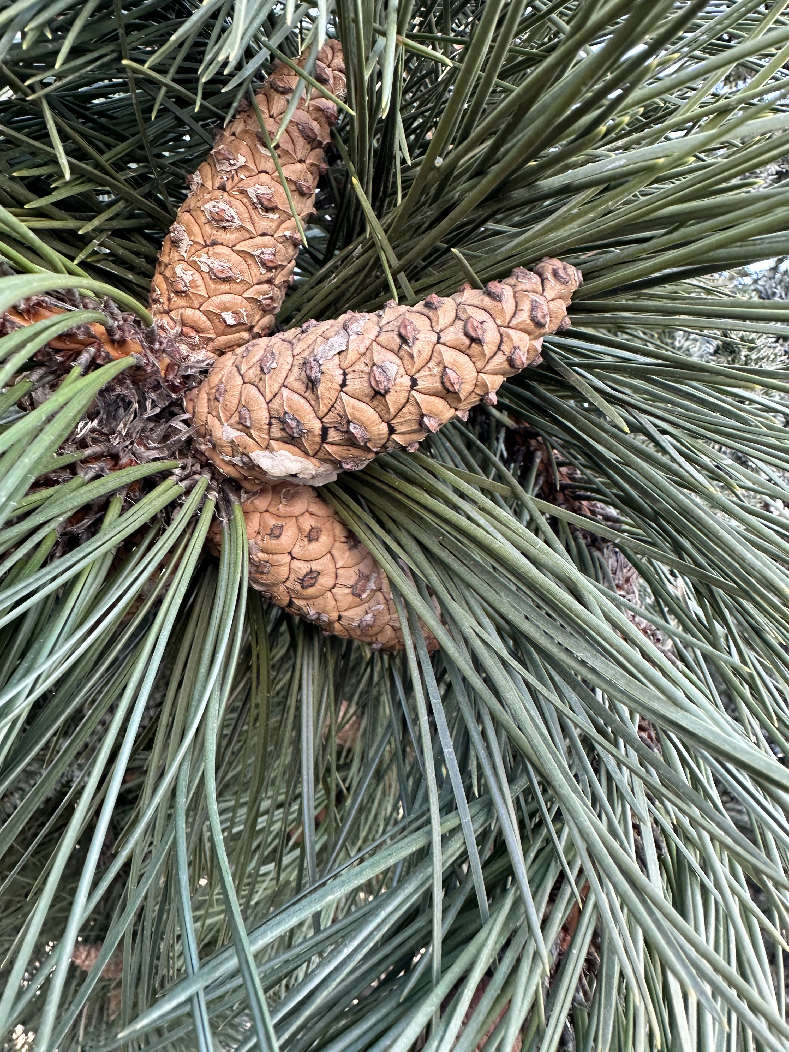 : Pinus nigra.