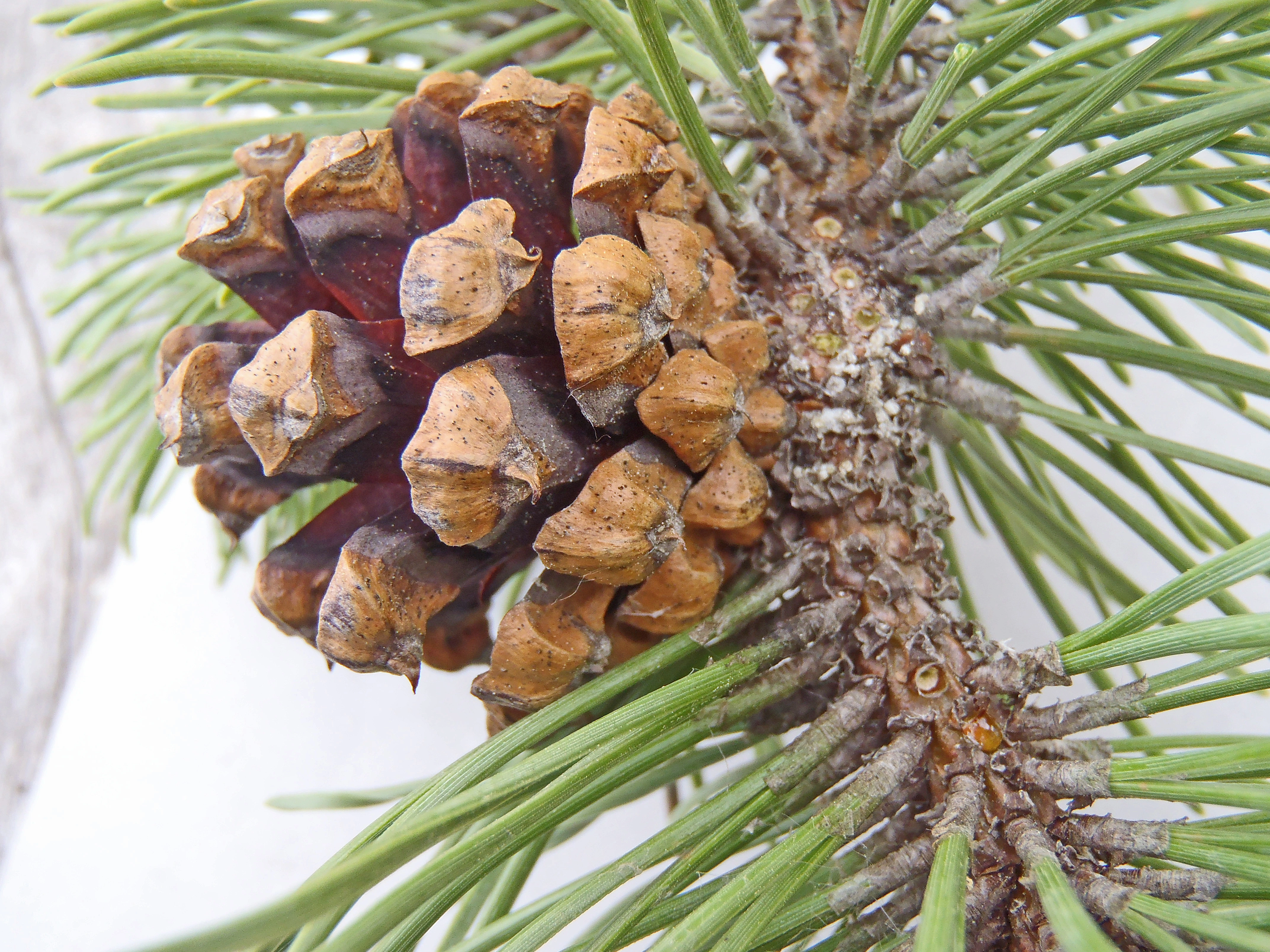 : Pinus mugo rotundata.