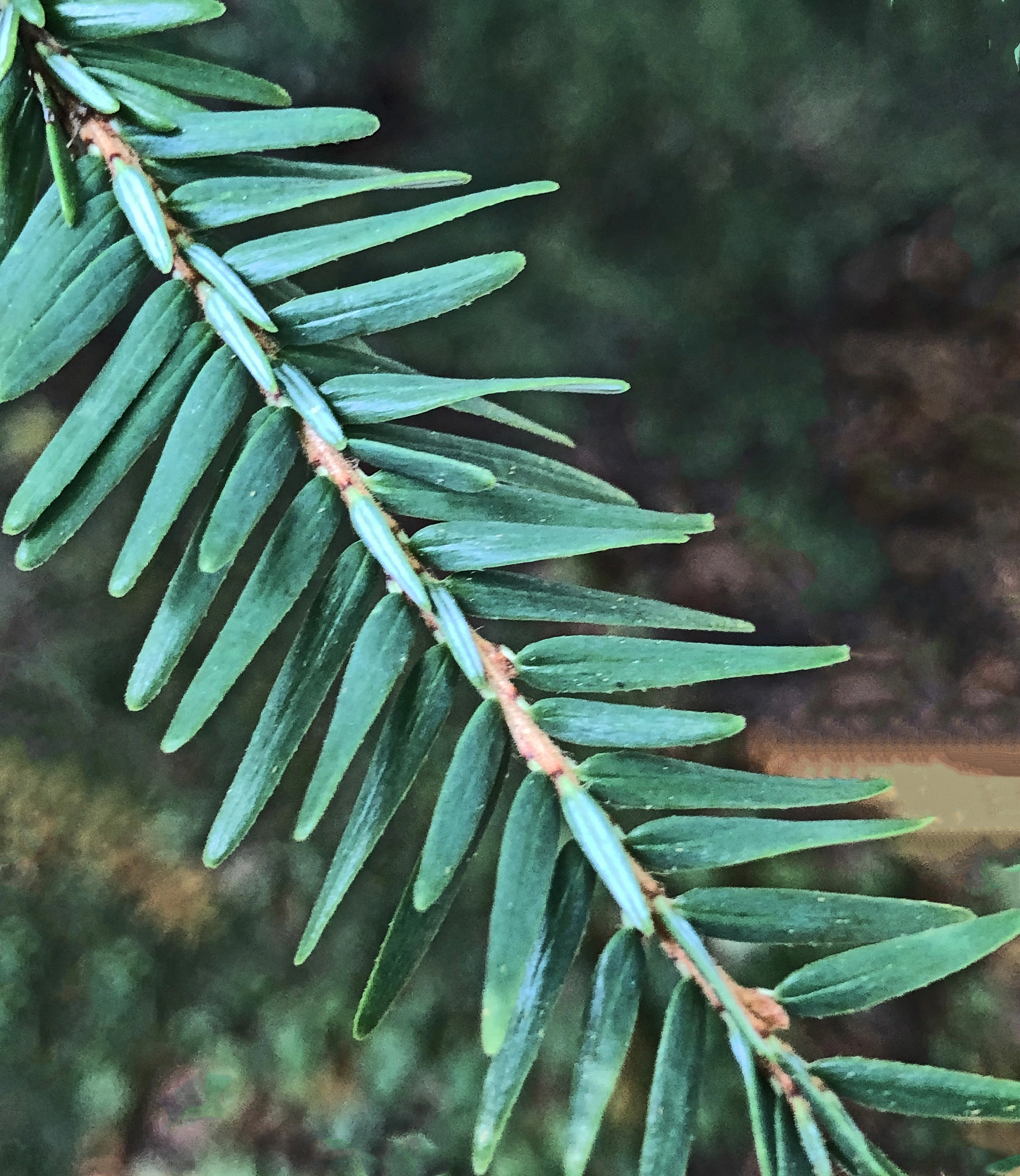 : Tsuga canadensis.