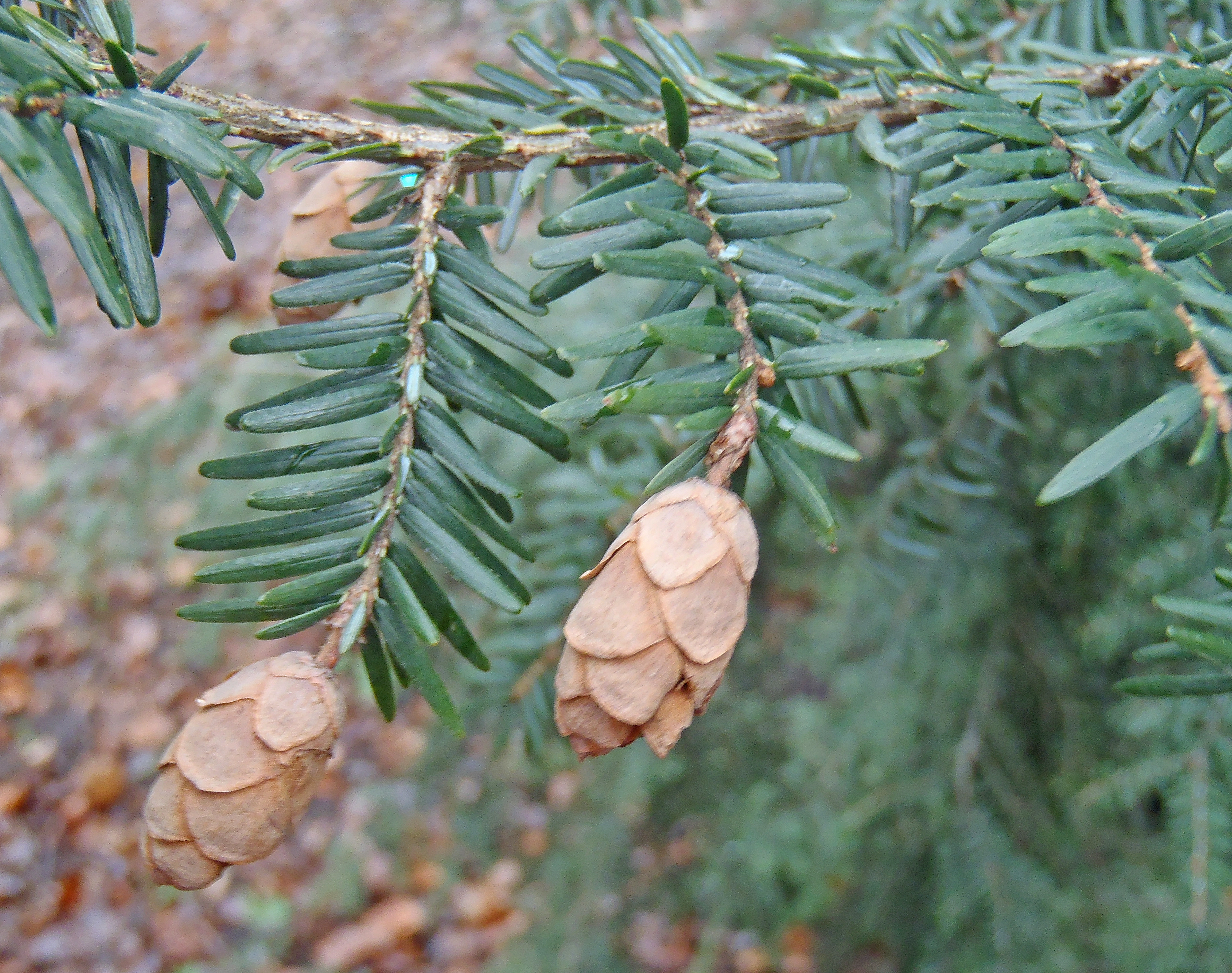 : Tsuga canadensis.