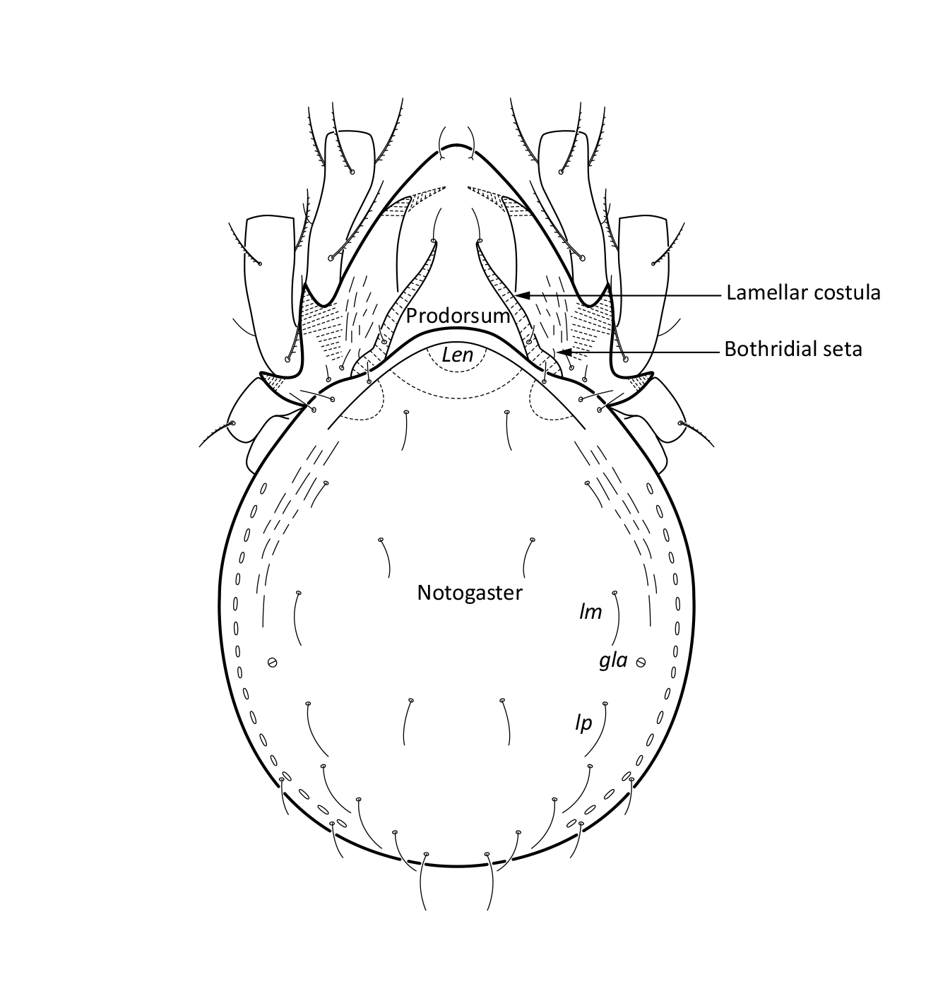 : Hydrozetes lacustris.