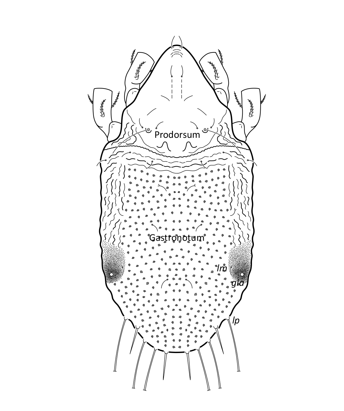 : Hydrozetes lacustris.
