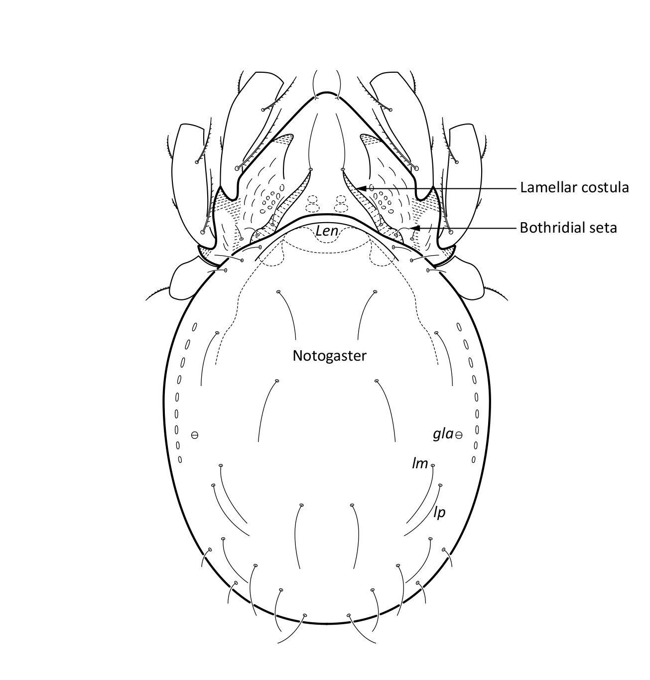 : Hydrozetes octosetosus.