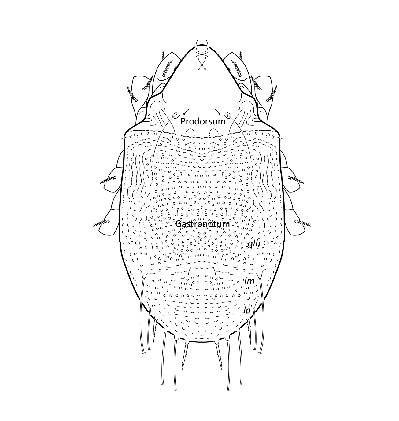 : Hydrozetes octosetosus.