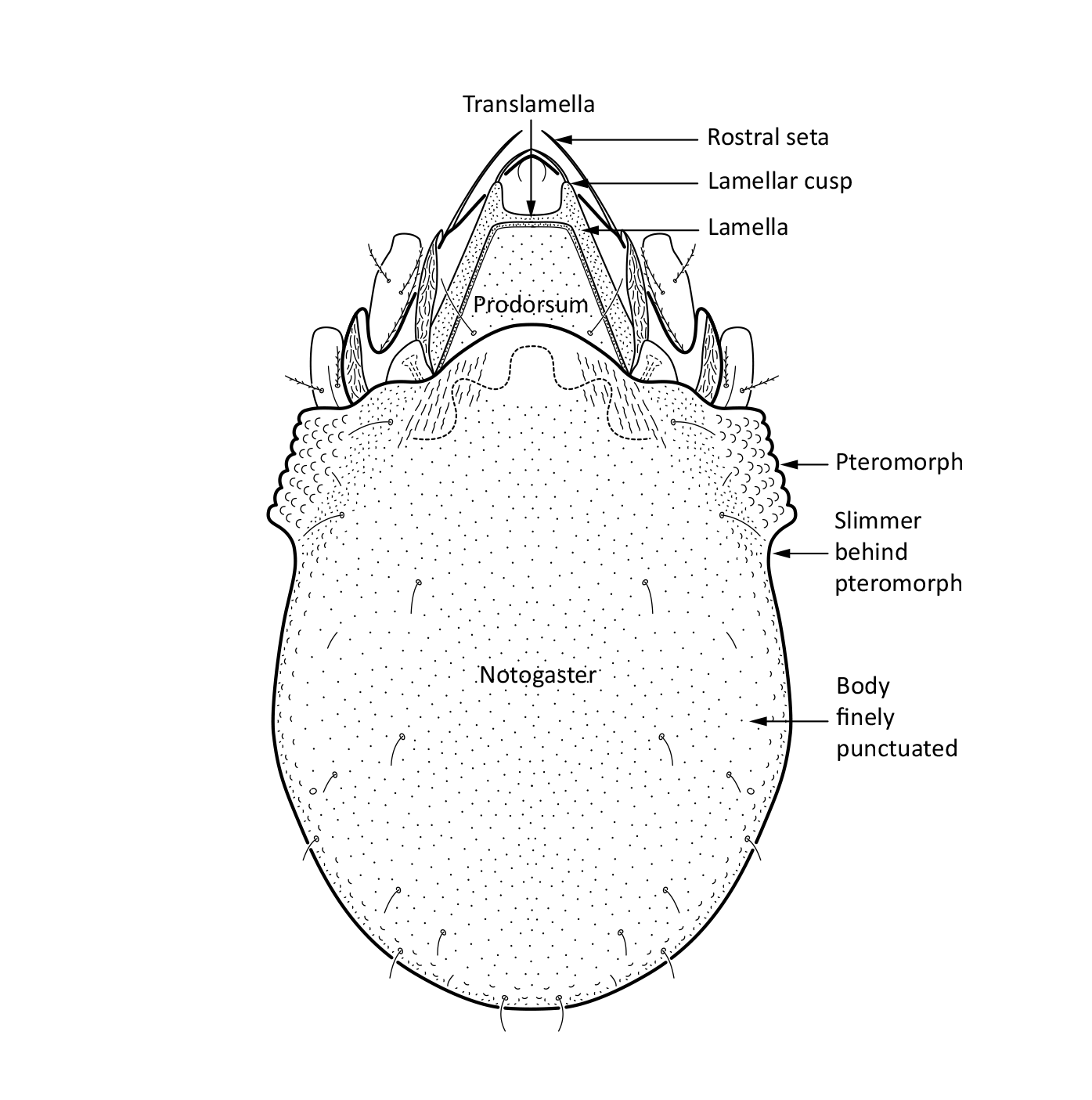 : Limnozetes ciliatus.