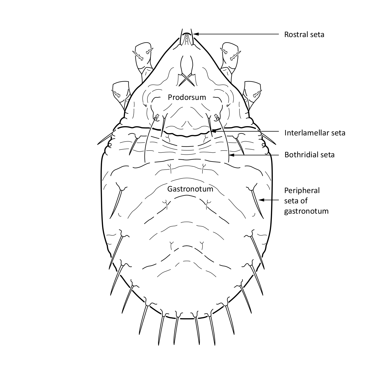 : Limnozetes ciliatus.