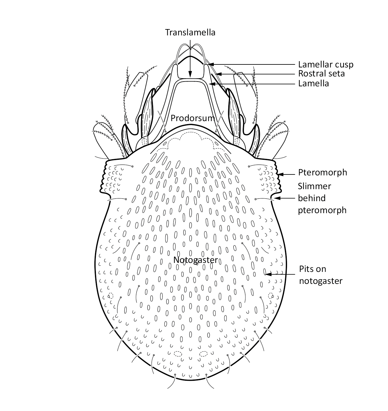 : Limnozetes foveolatus.