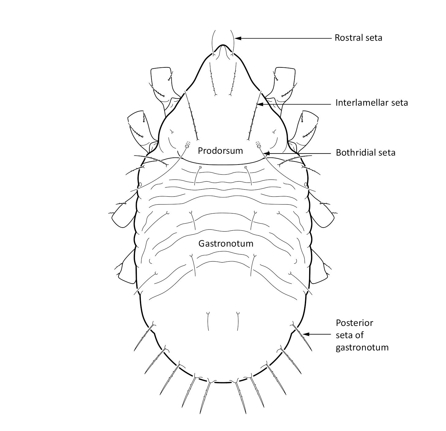 : Limnozetes foveolatus.