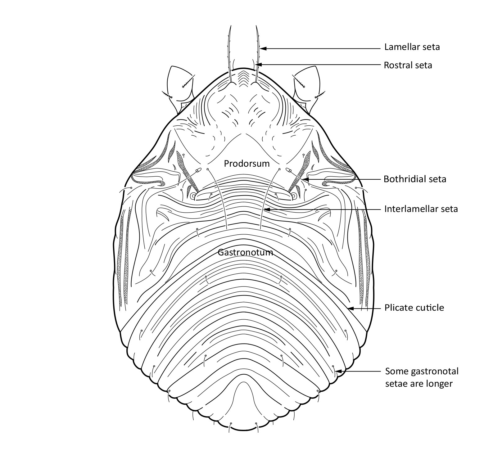 : Limnozetes rugosus.