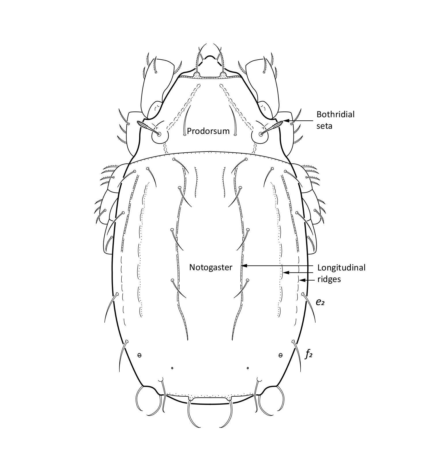 : Platynothrus punctatus.