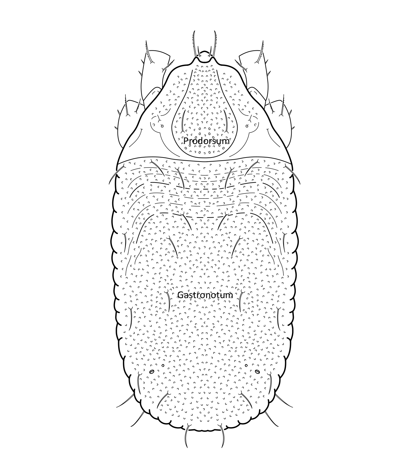 : Platynothrus punctatus.