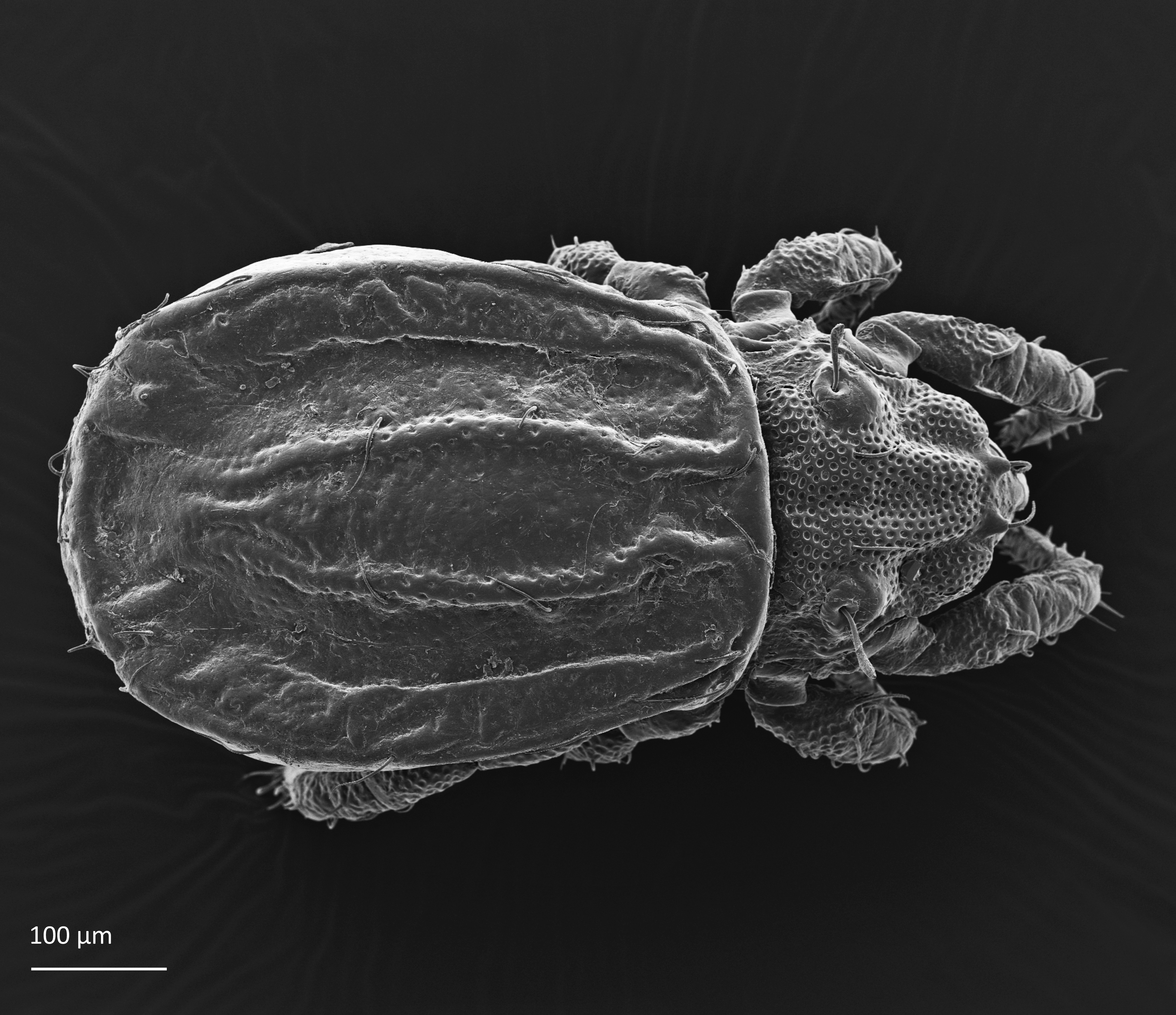 : Platynothrus punctatus.