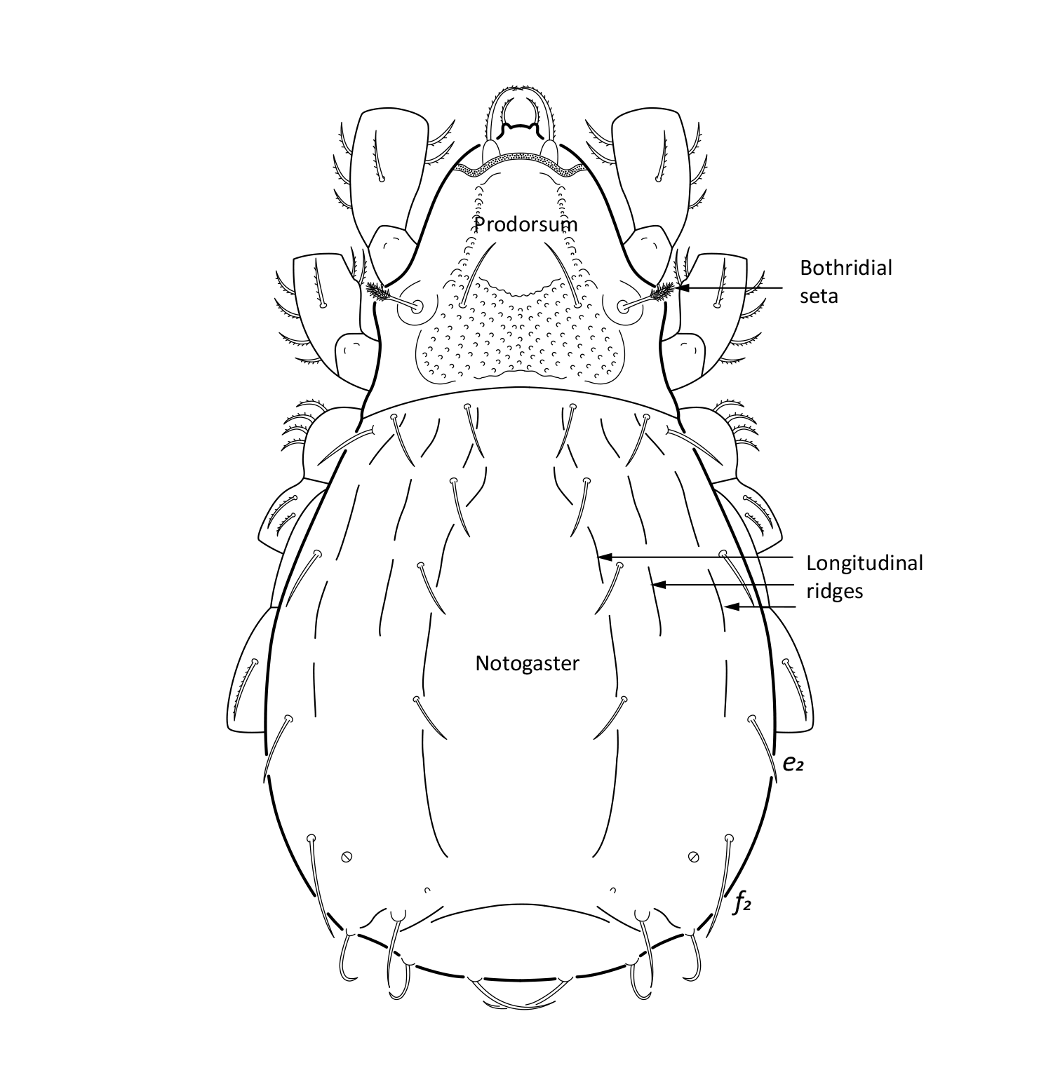 : Platynothrus troendelagicus.