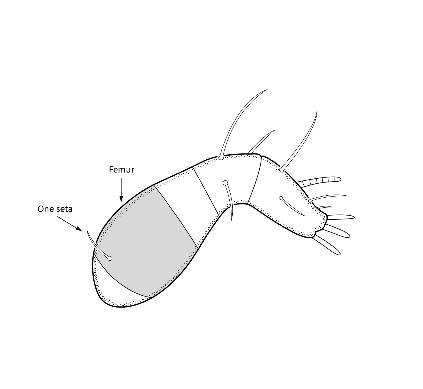 : Platynothrus troendelagicus.