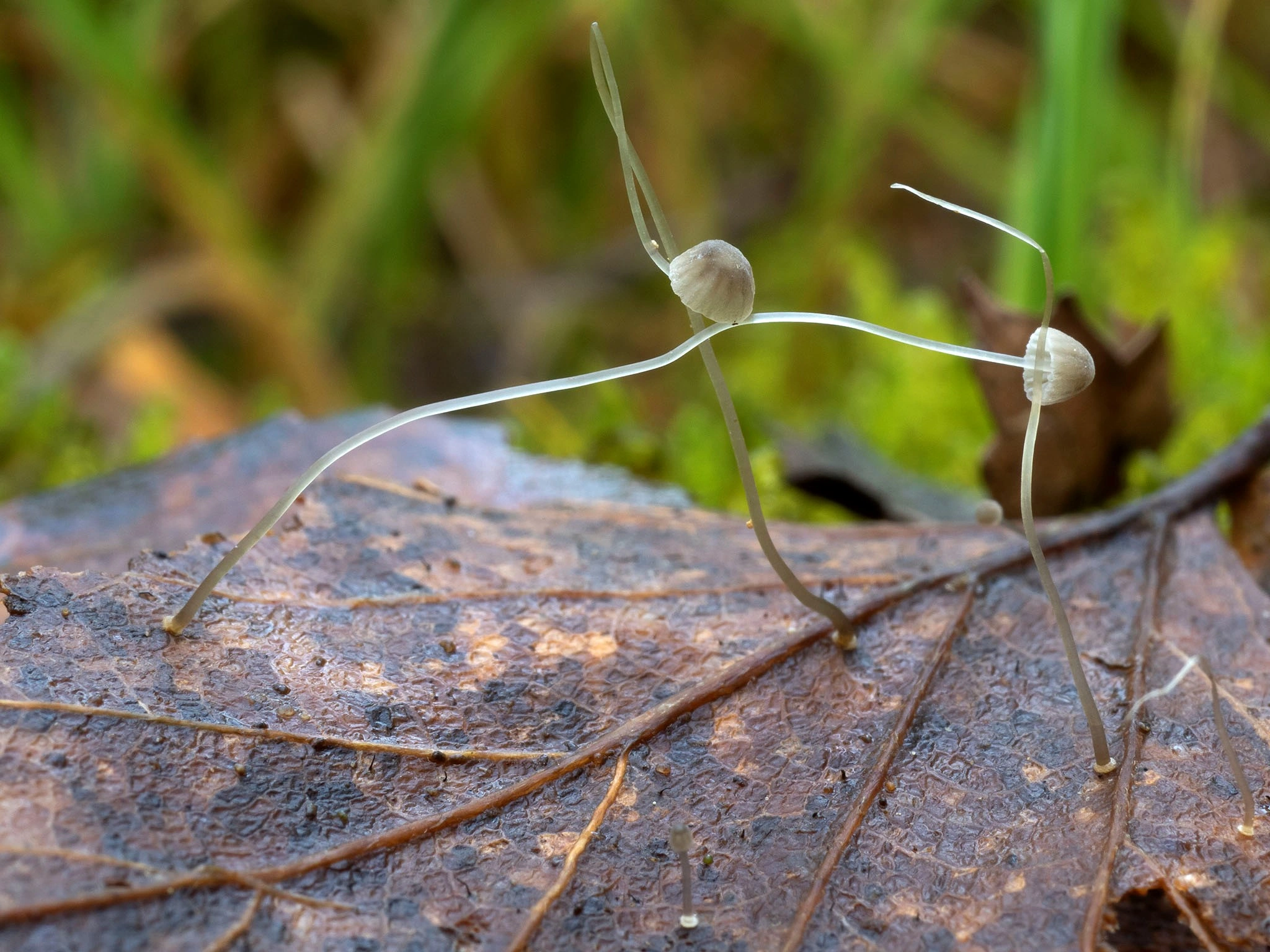 : Mycena mucoroides.