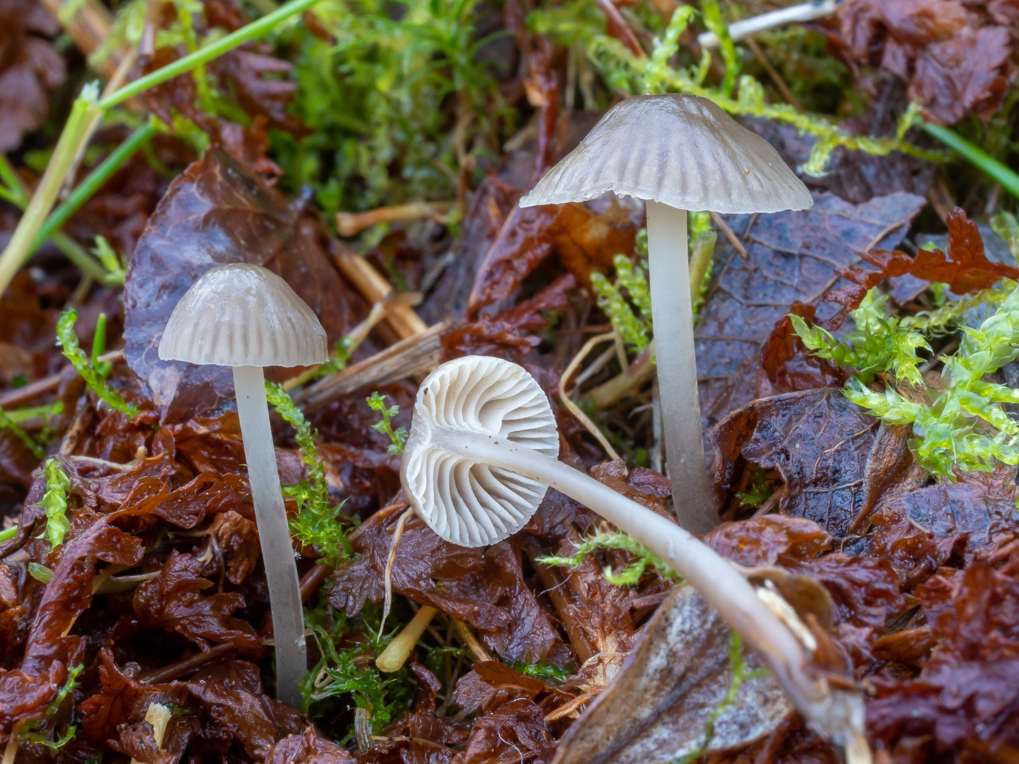 : Mycena pasvikensis.